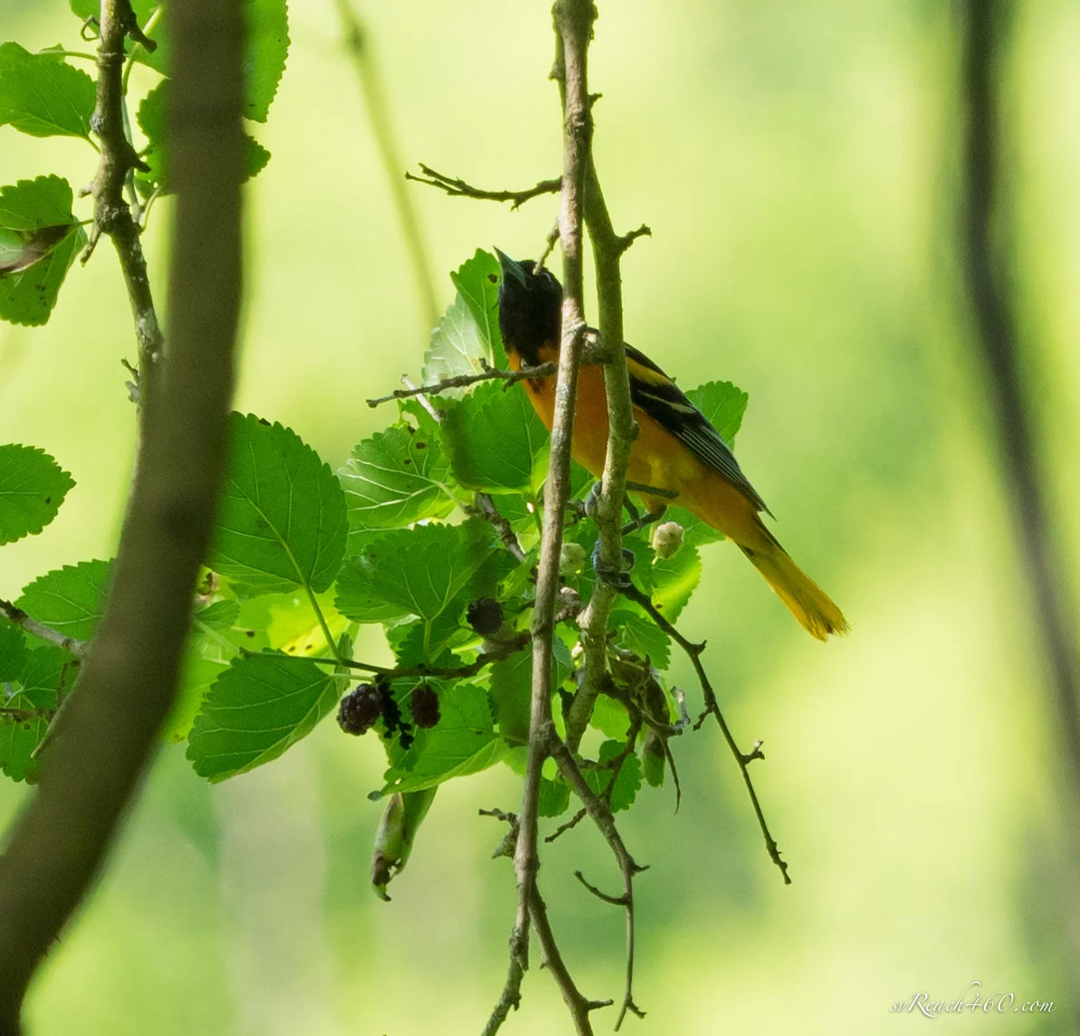 Baltimore oriole