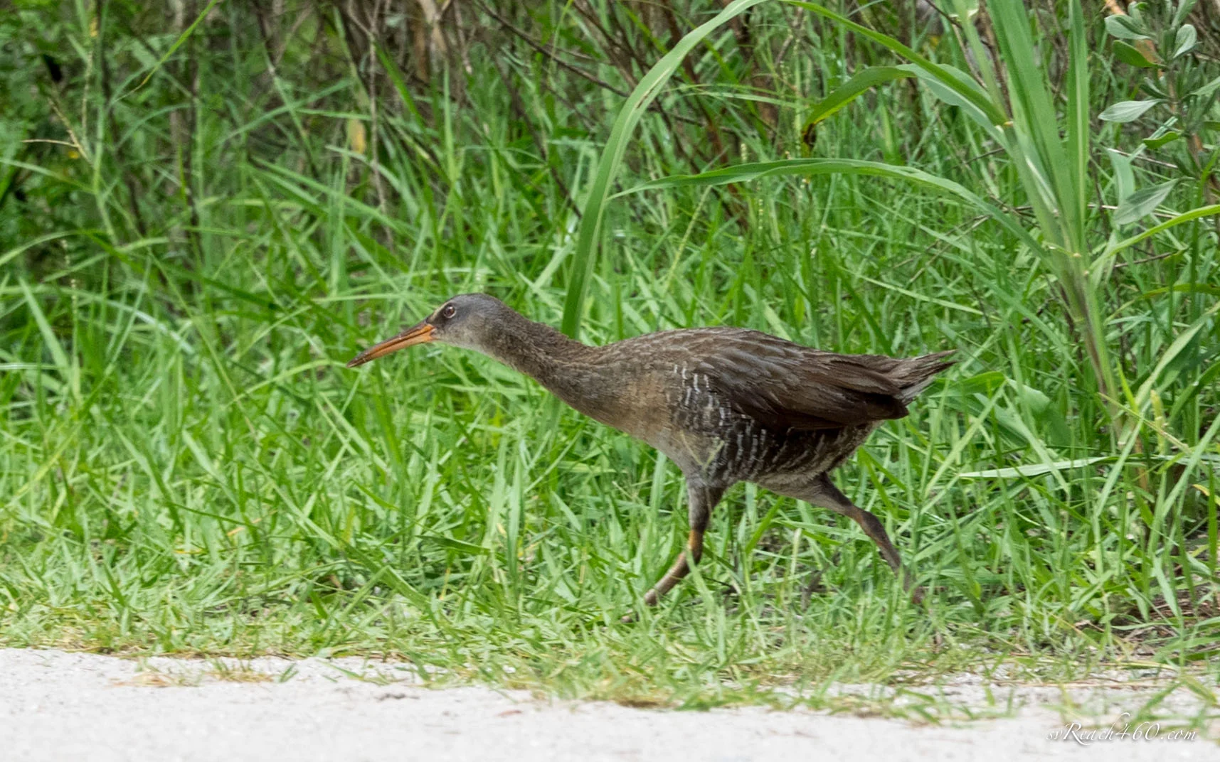 Clapper rail