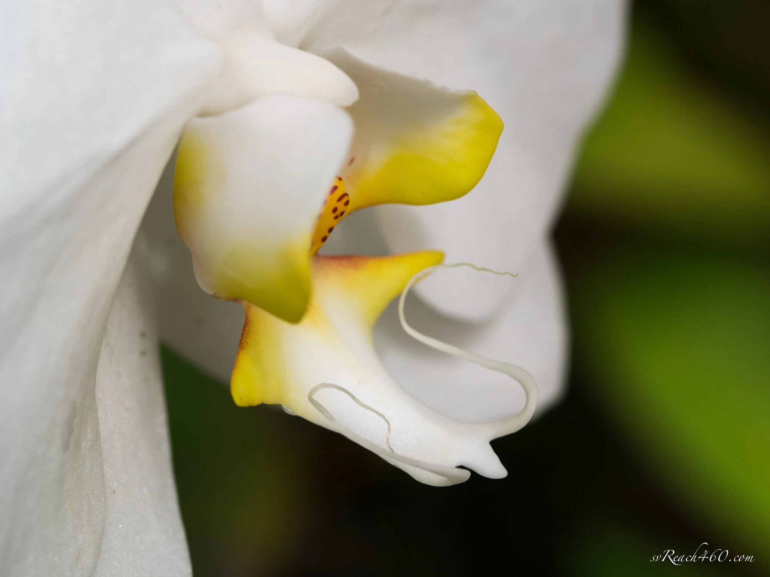 orchid