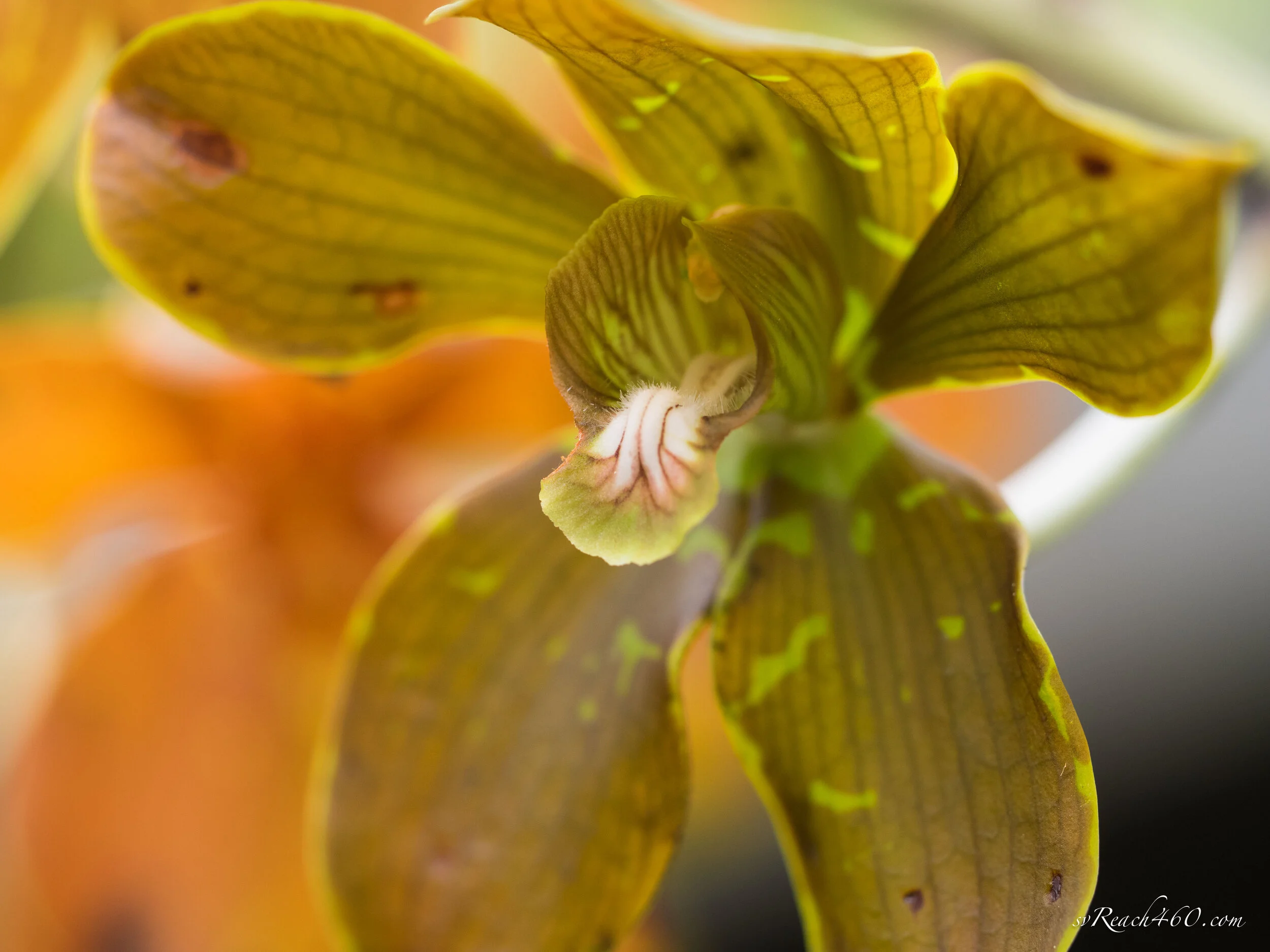 Orchid