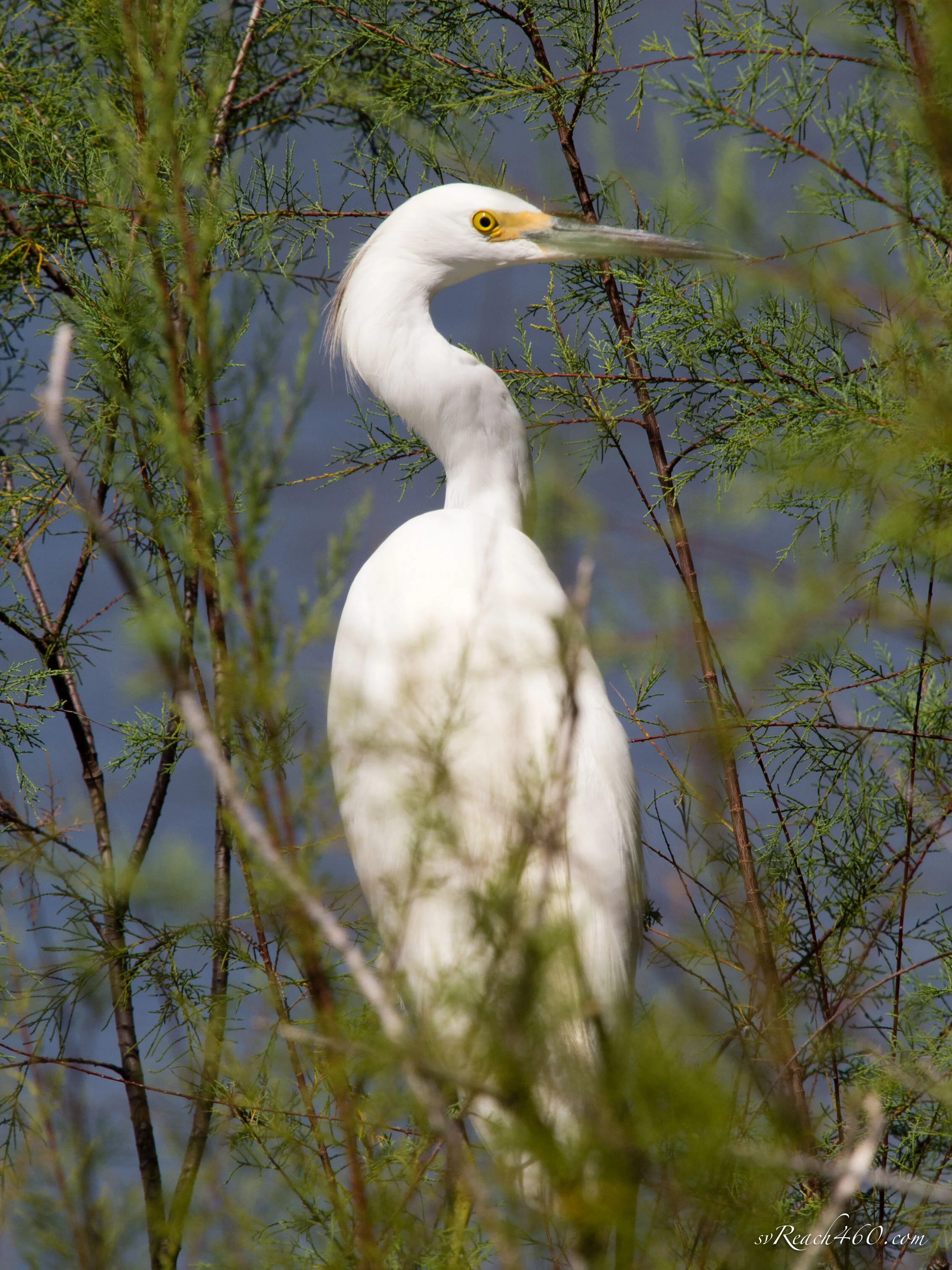 Snowy egret