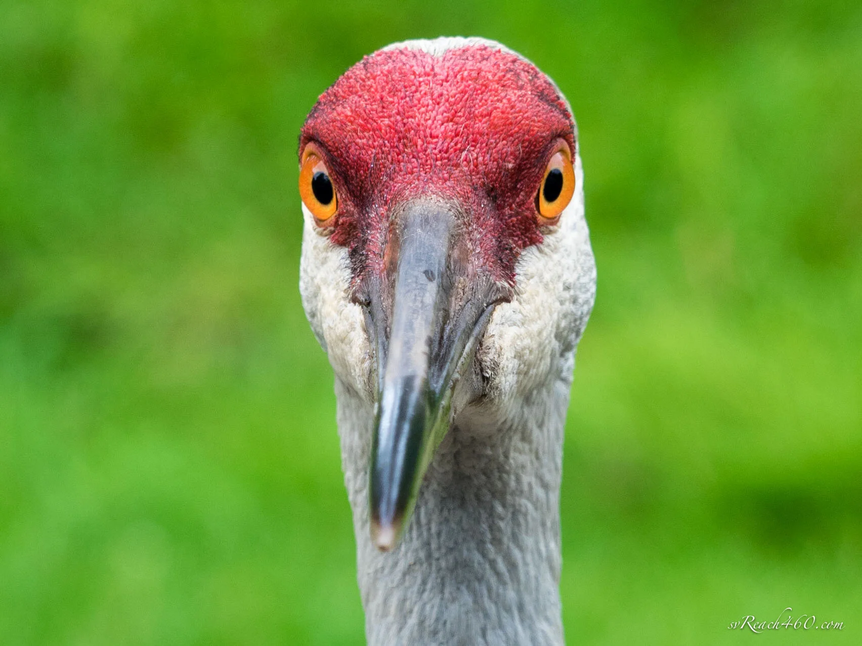 Birds of the US & Bahamas (Copy)