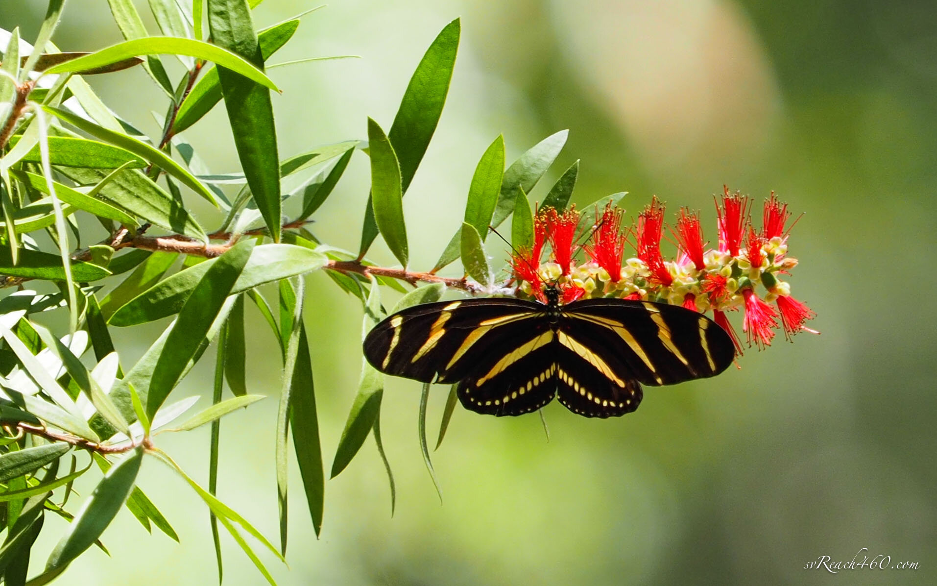 Butterflies (Copy)