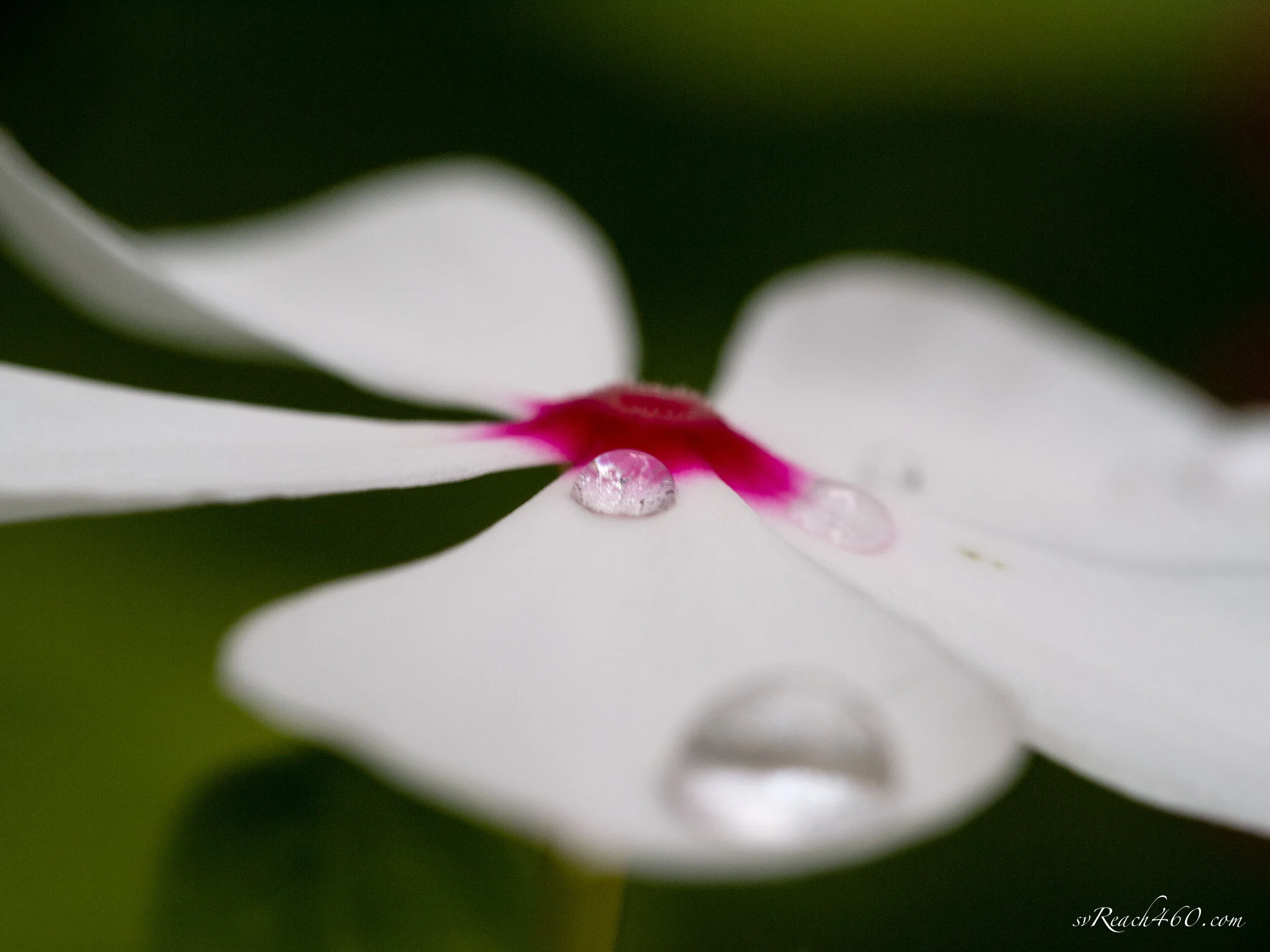 Macro (Copy)