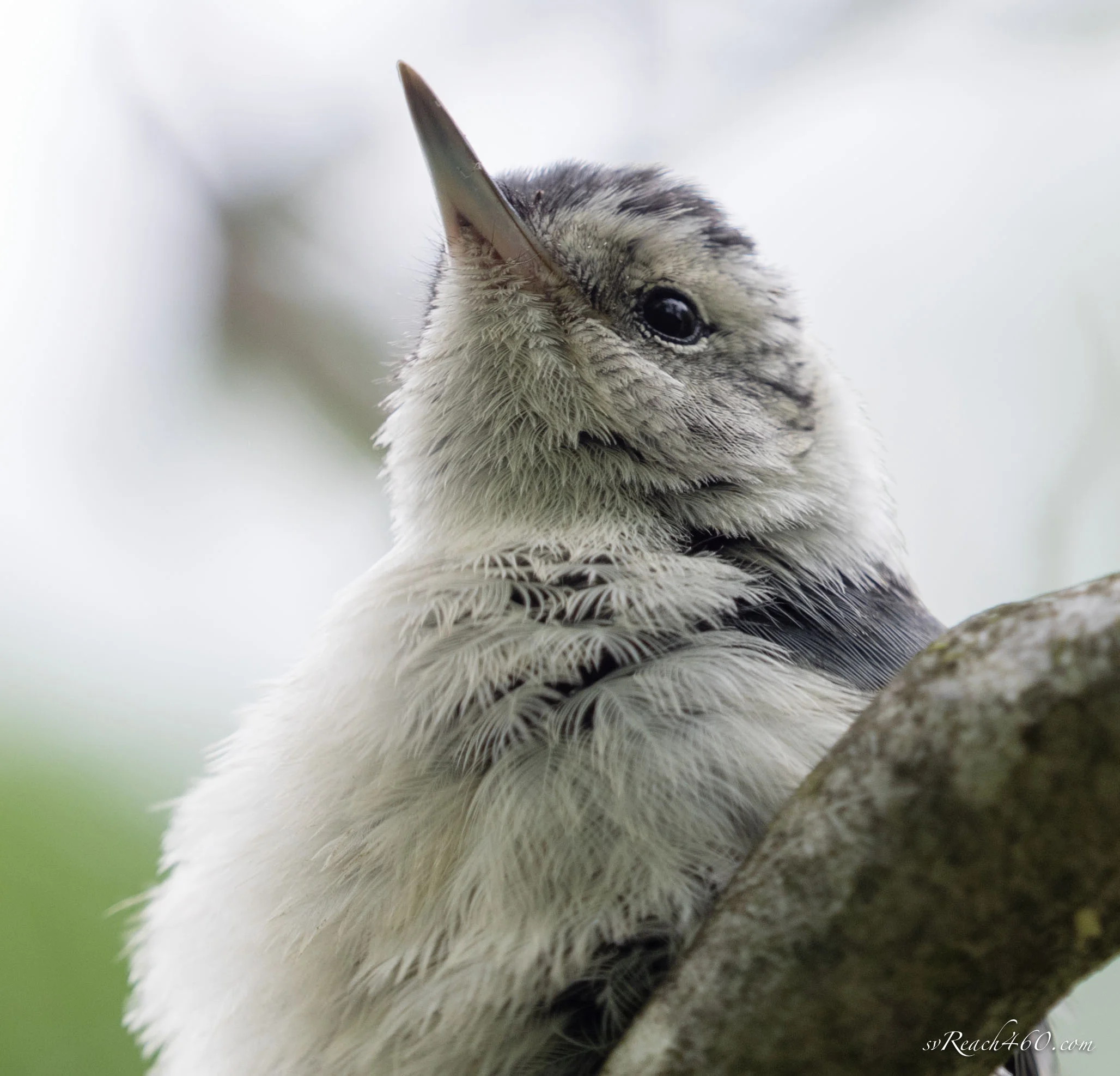 White-breasted nuthatch