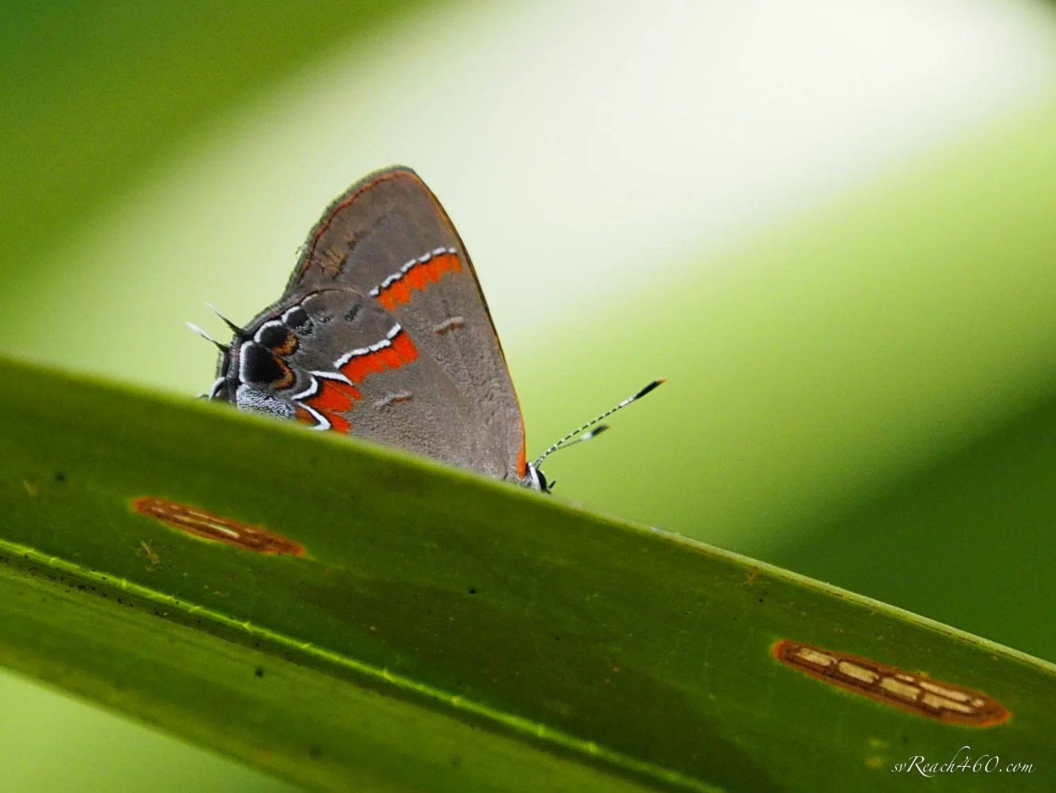 Red-banded hairstreak