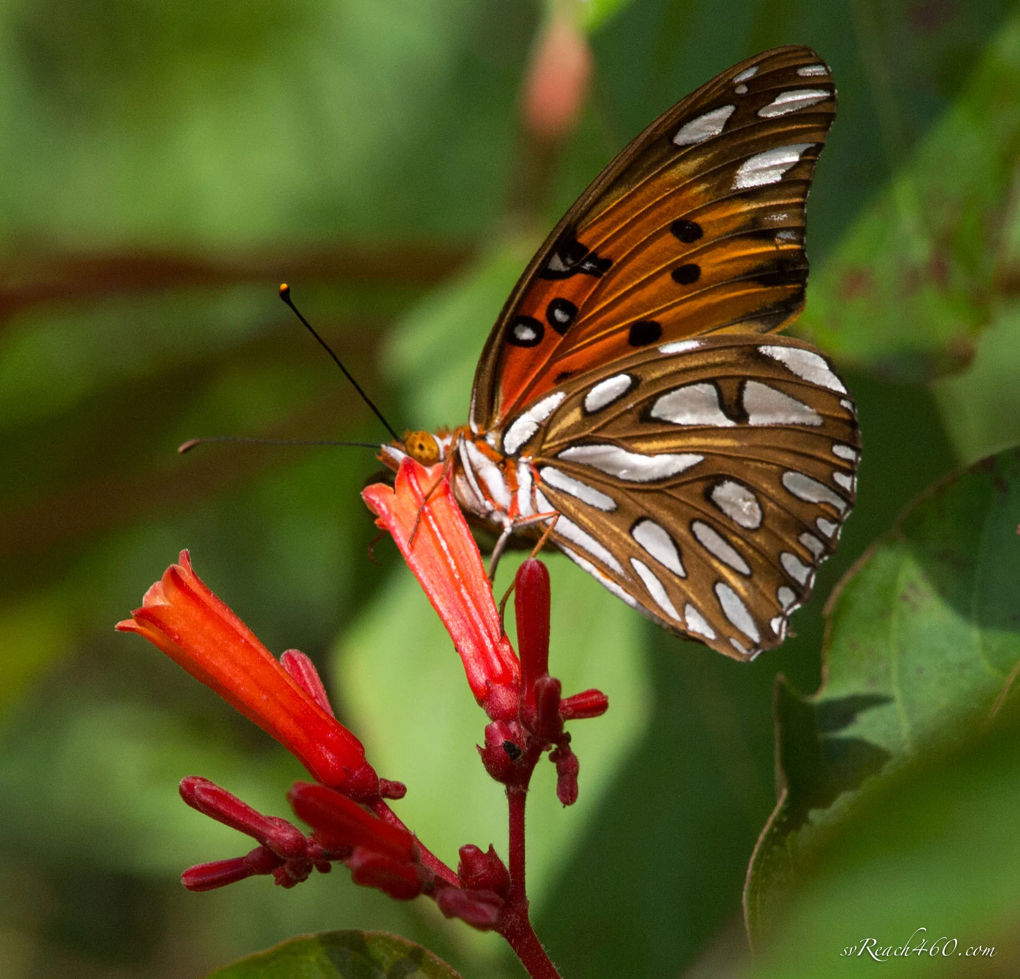 Gulf fritillary