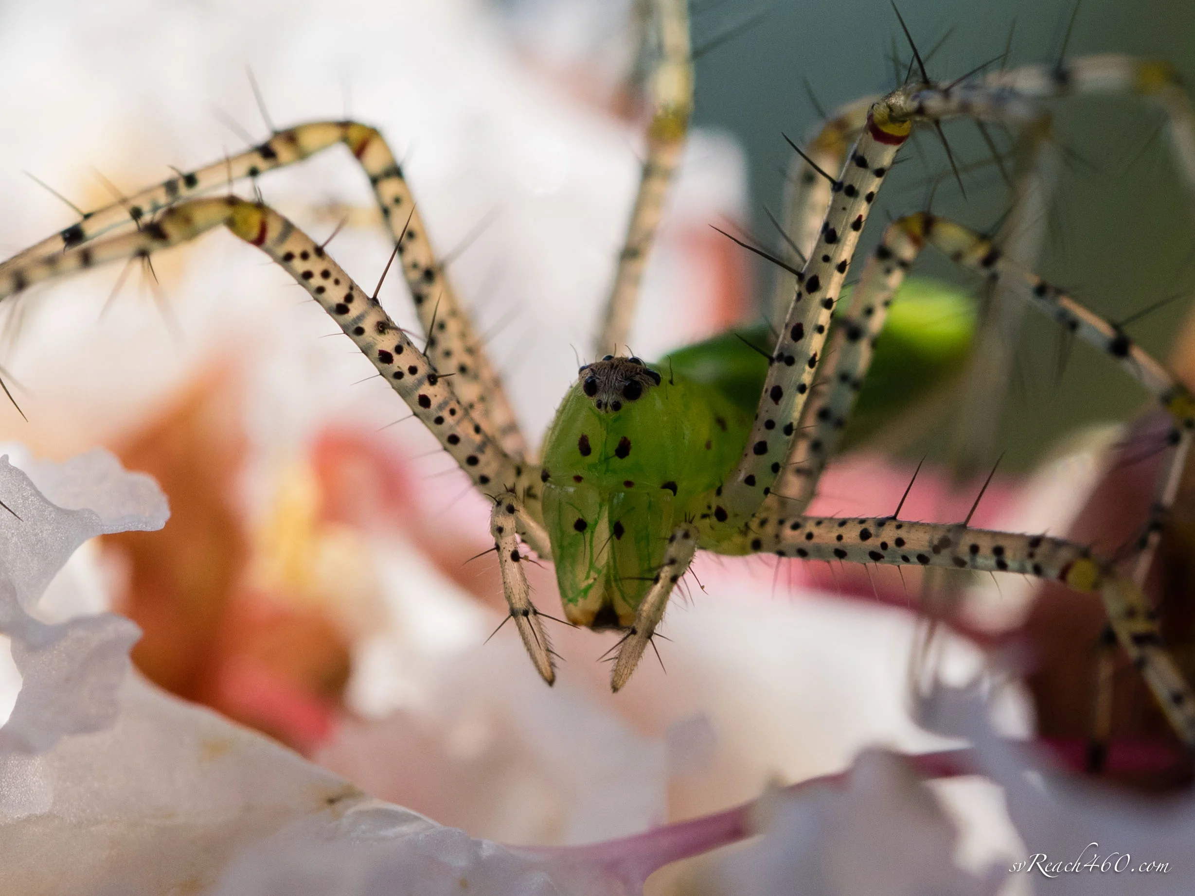 Green lynx spider