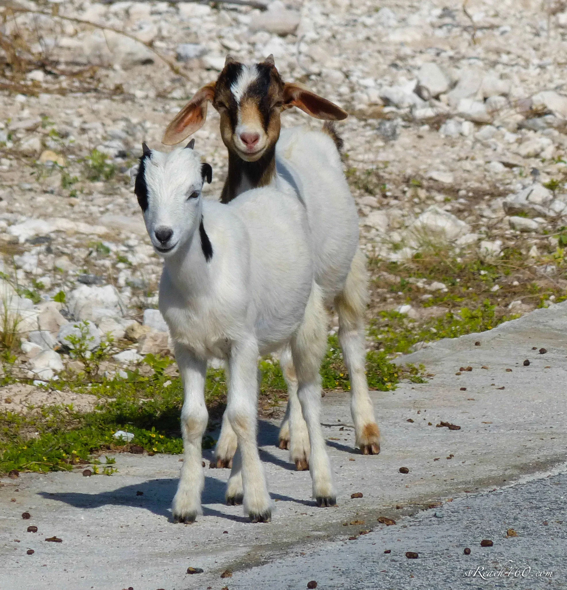Baby goats