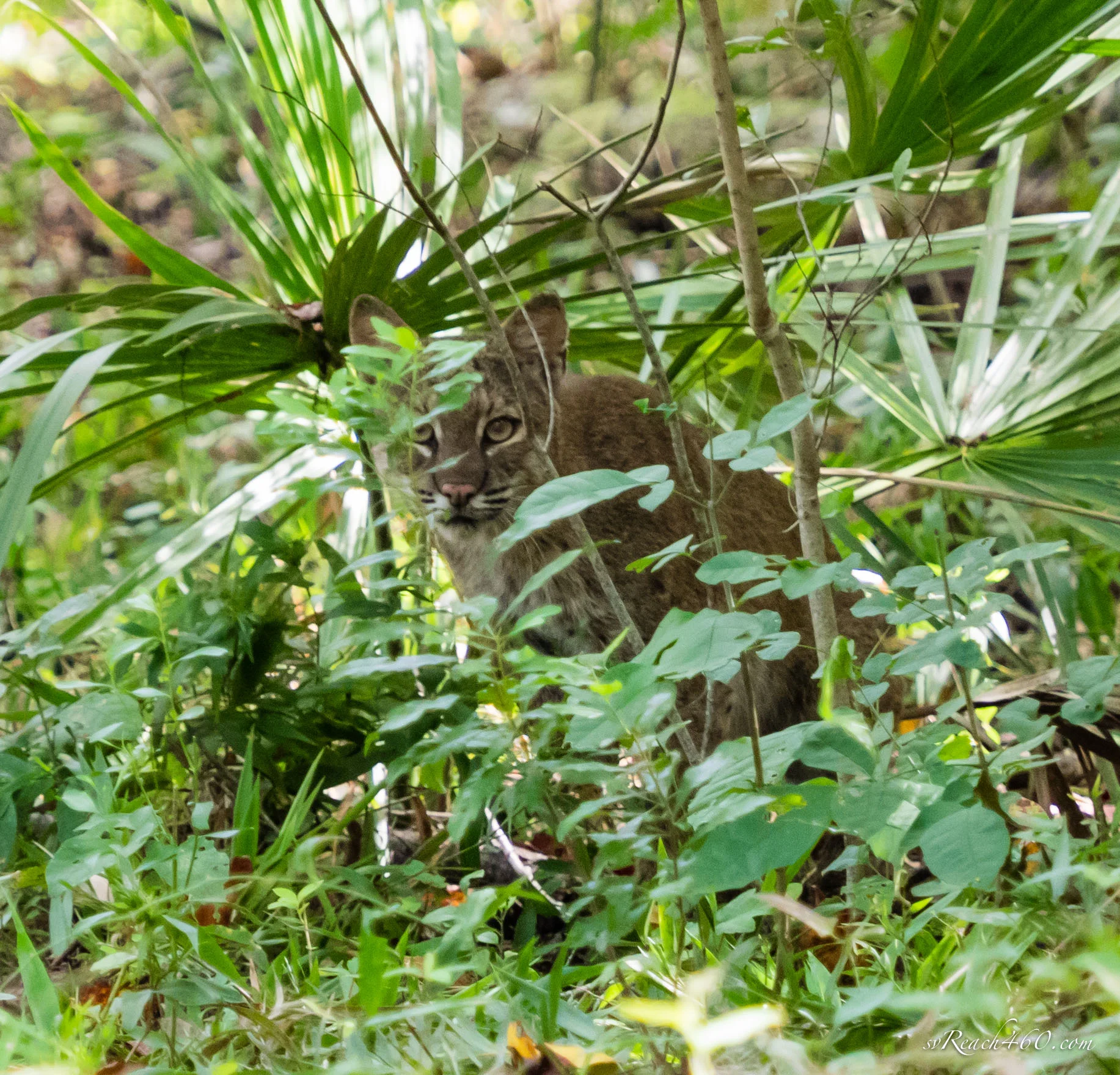 Bobcat