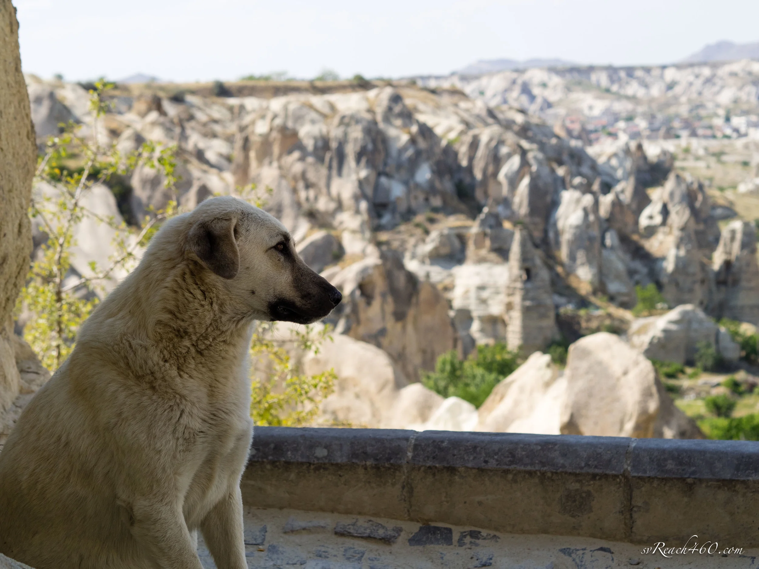 Kangal ~ Anatolian shepherd