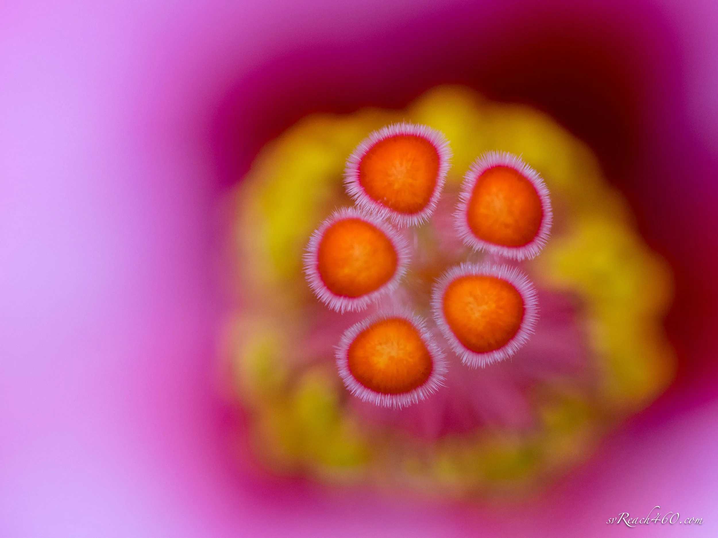 Hibiscus