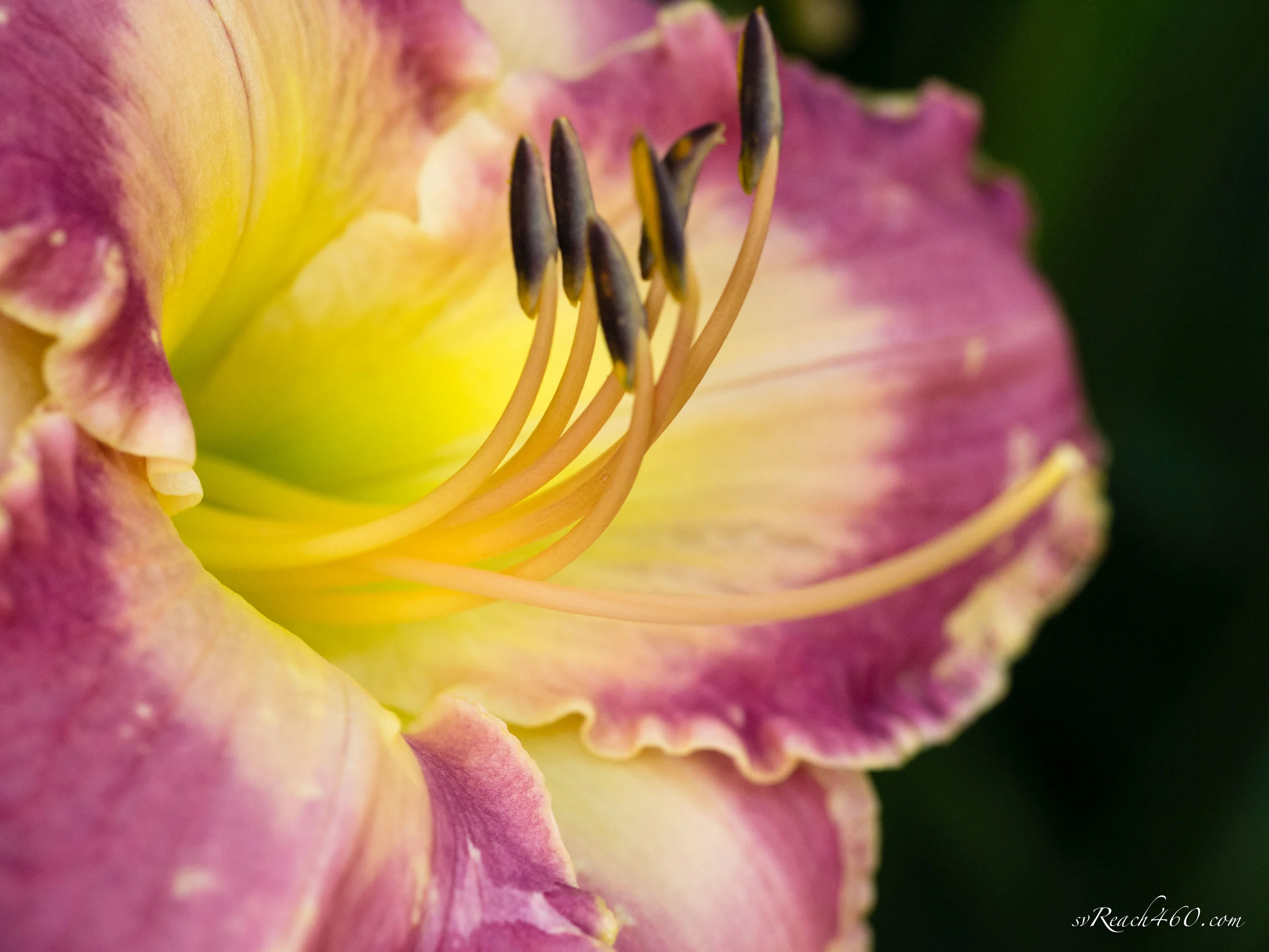 Lily