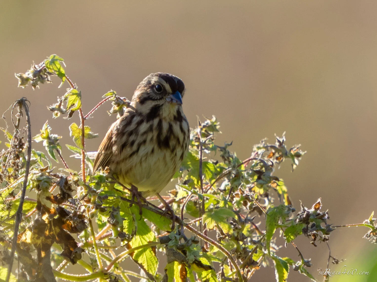 White-throated sparrow