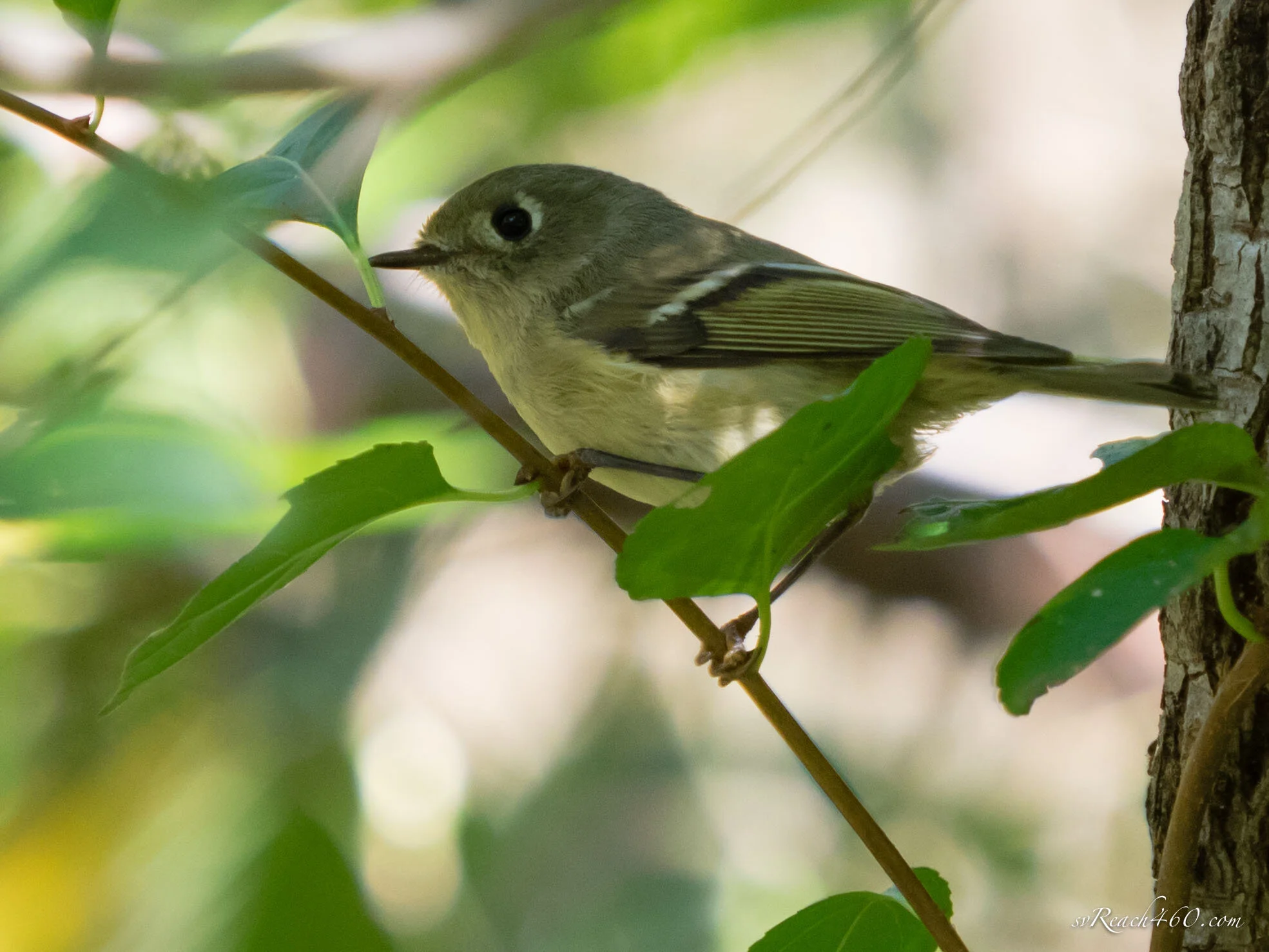 Ruby-crowned kinglet