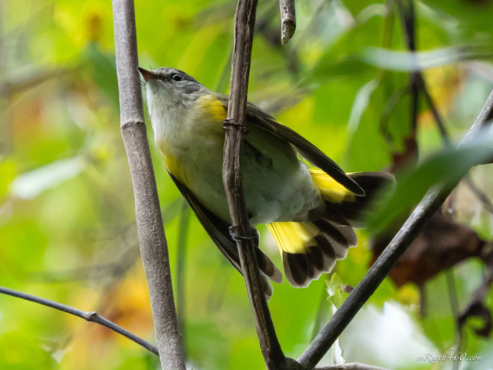 Female American redstart