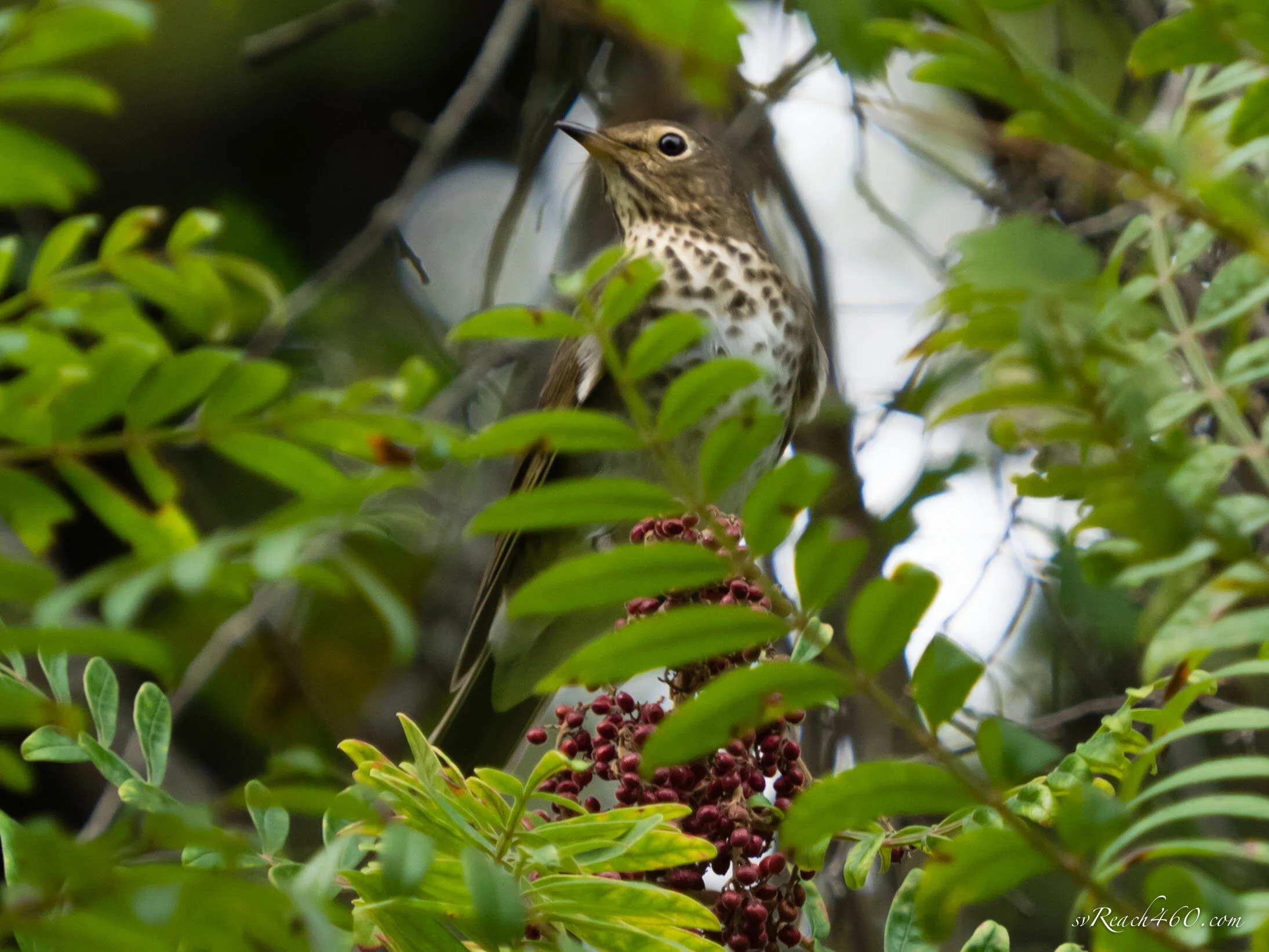 Swainson's thrush