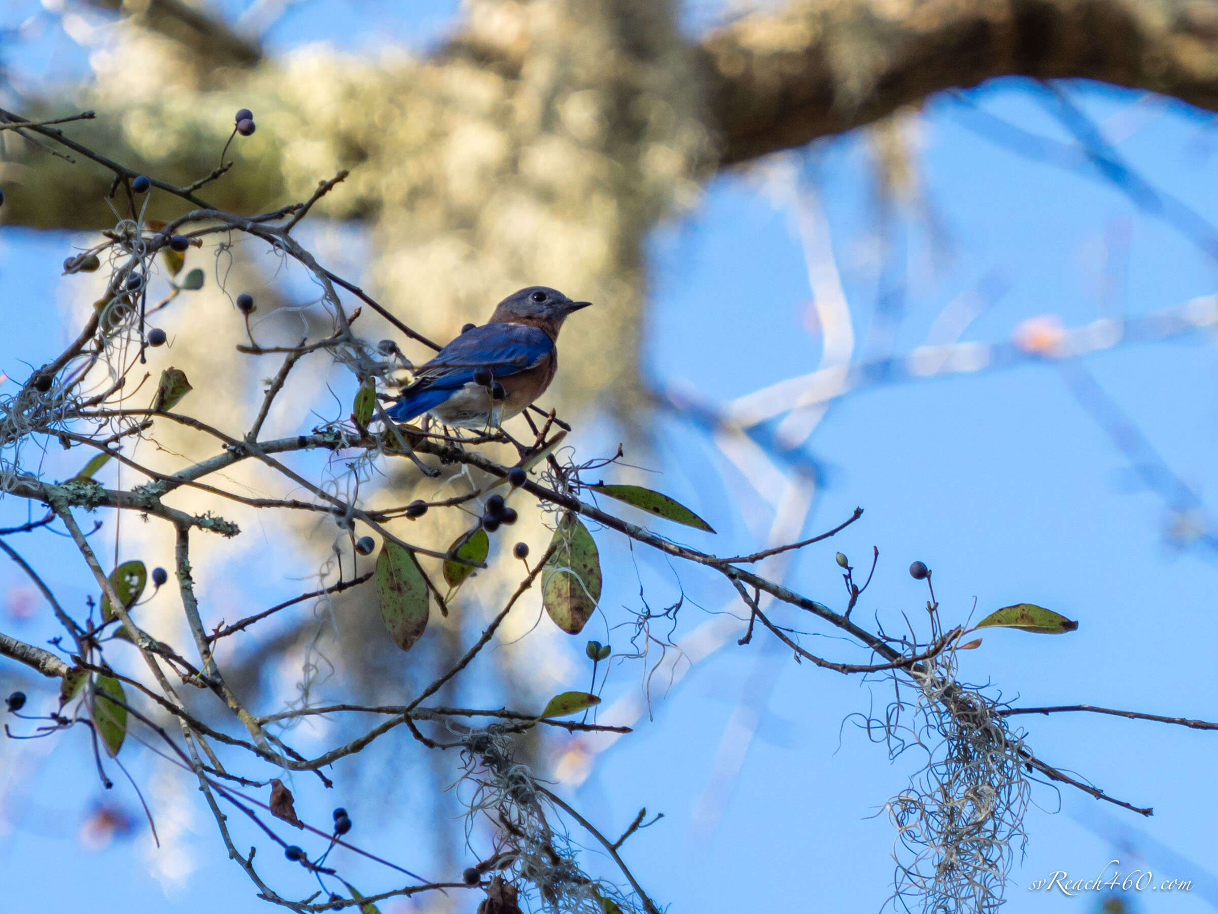 Eastern bluebird