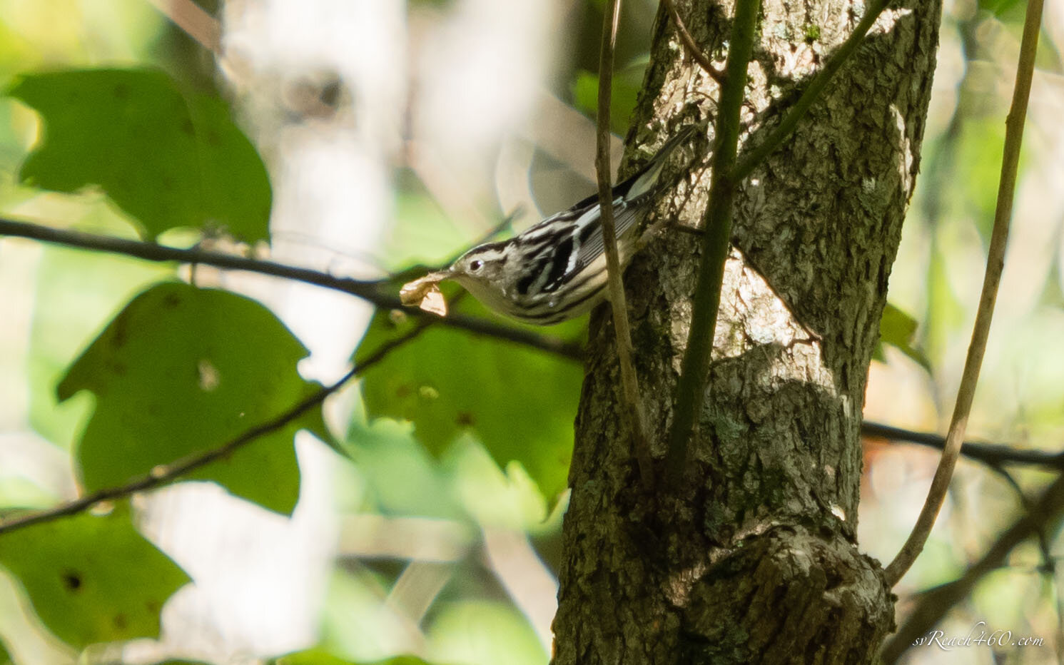 Black and white warbler 