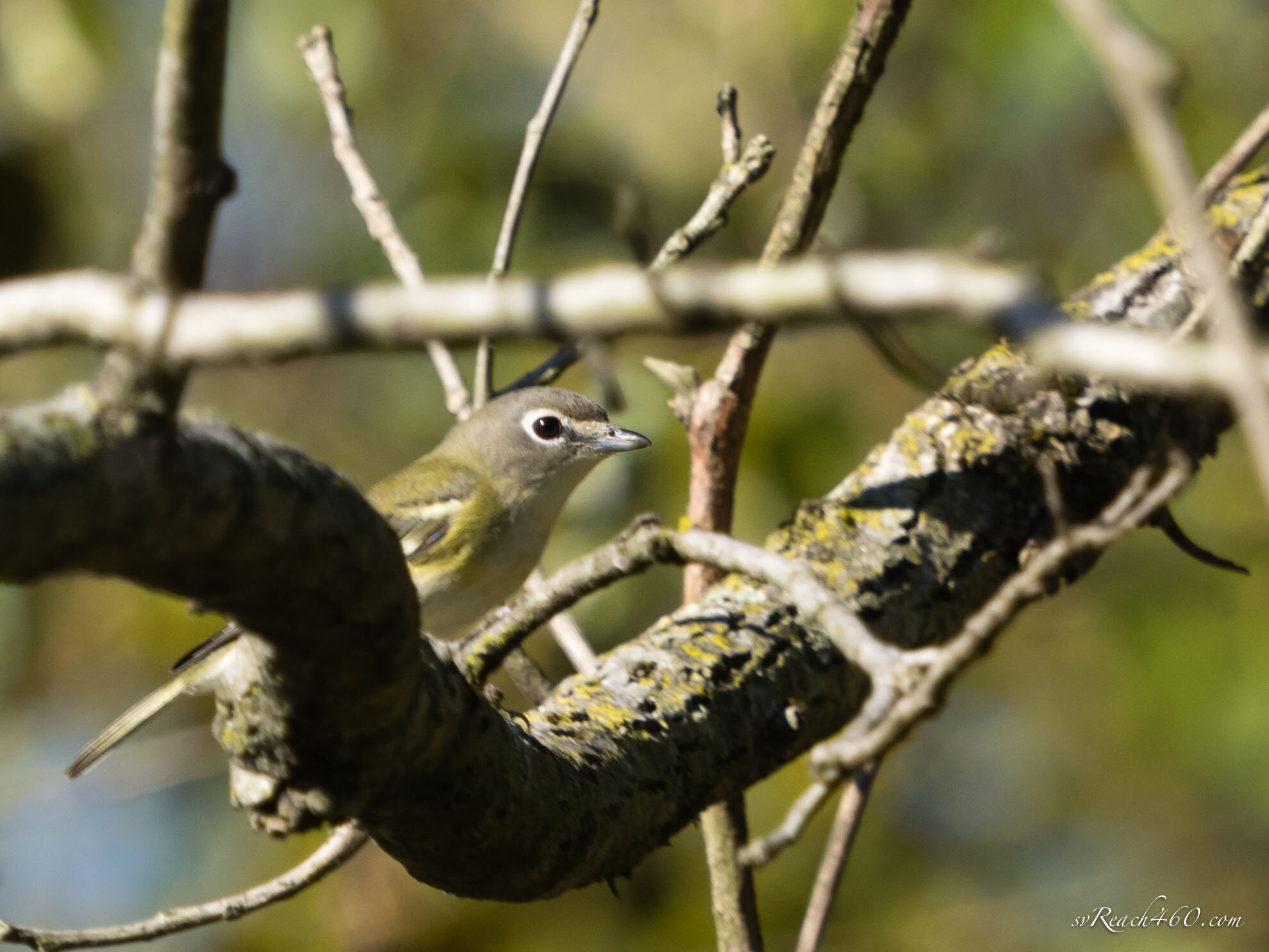 Blue-headed vireo