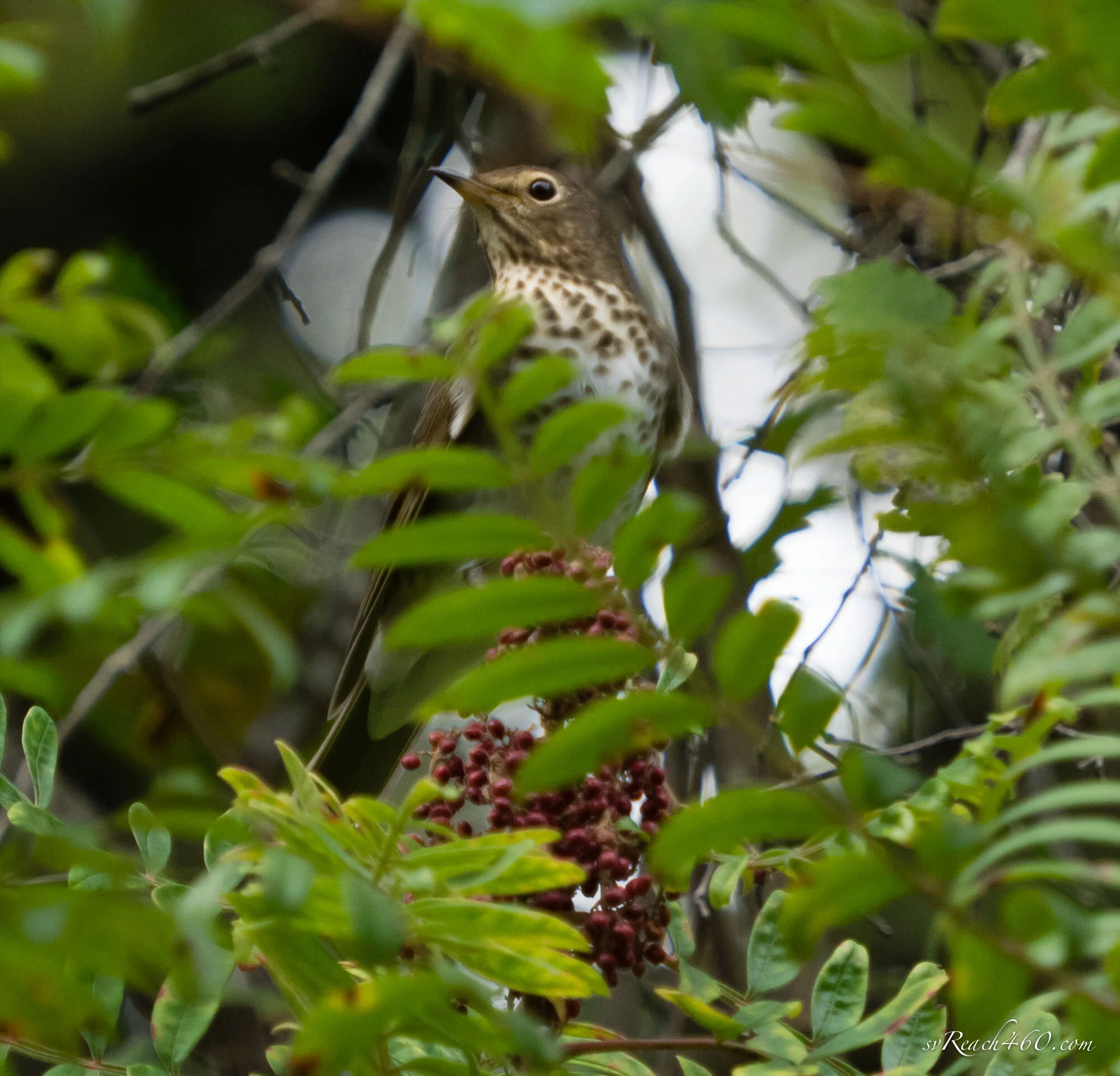 Swainson's thrush