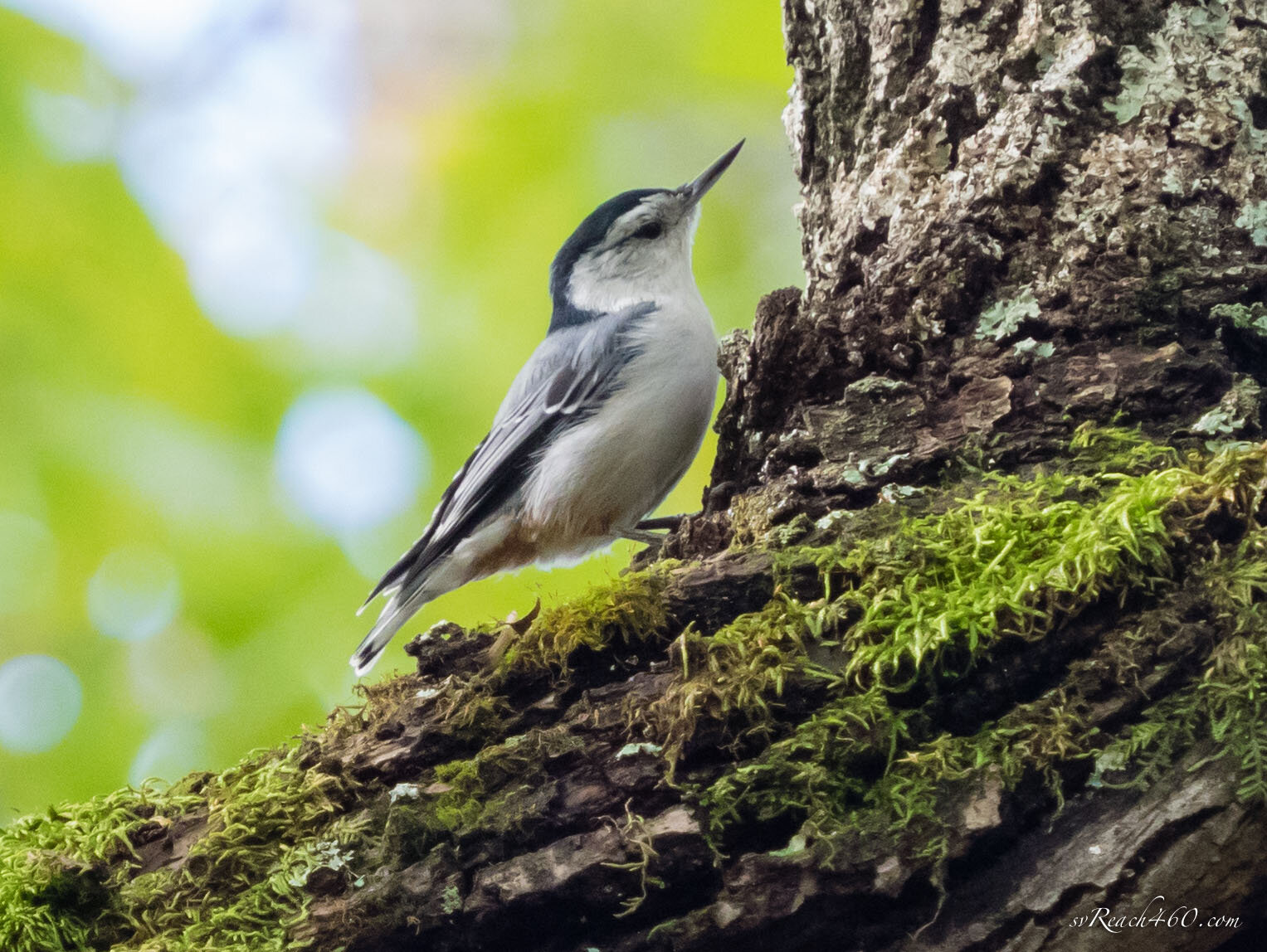 White-breasted nuthatch