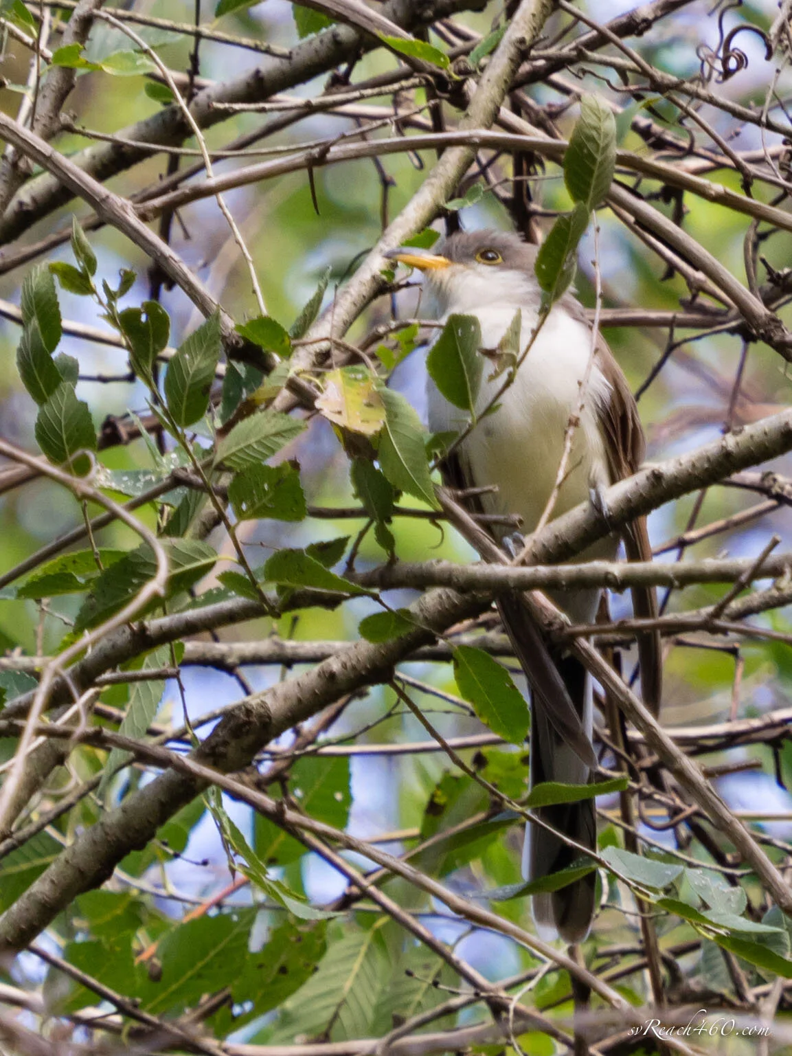 Yellow-billed cuckoo