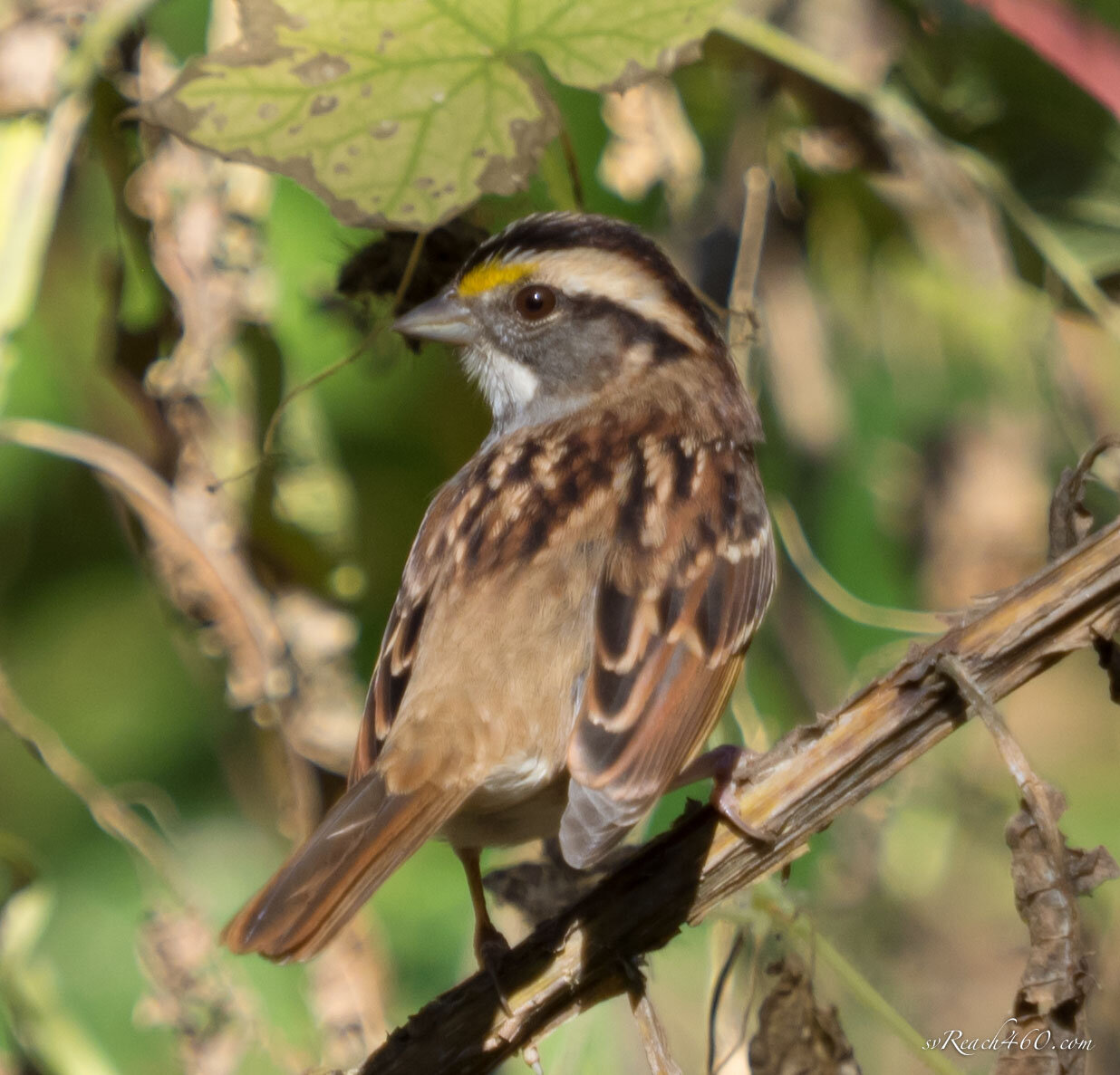 White-throated sparrow