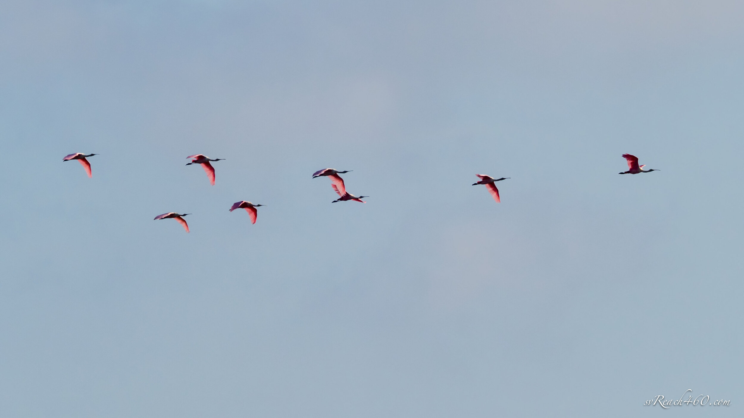 Roseate spoonbills