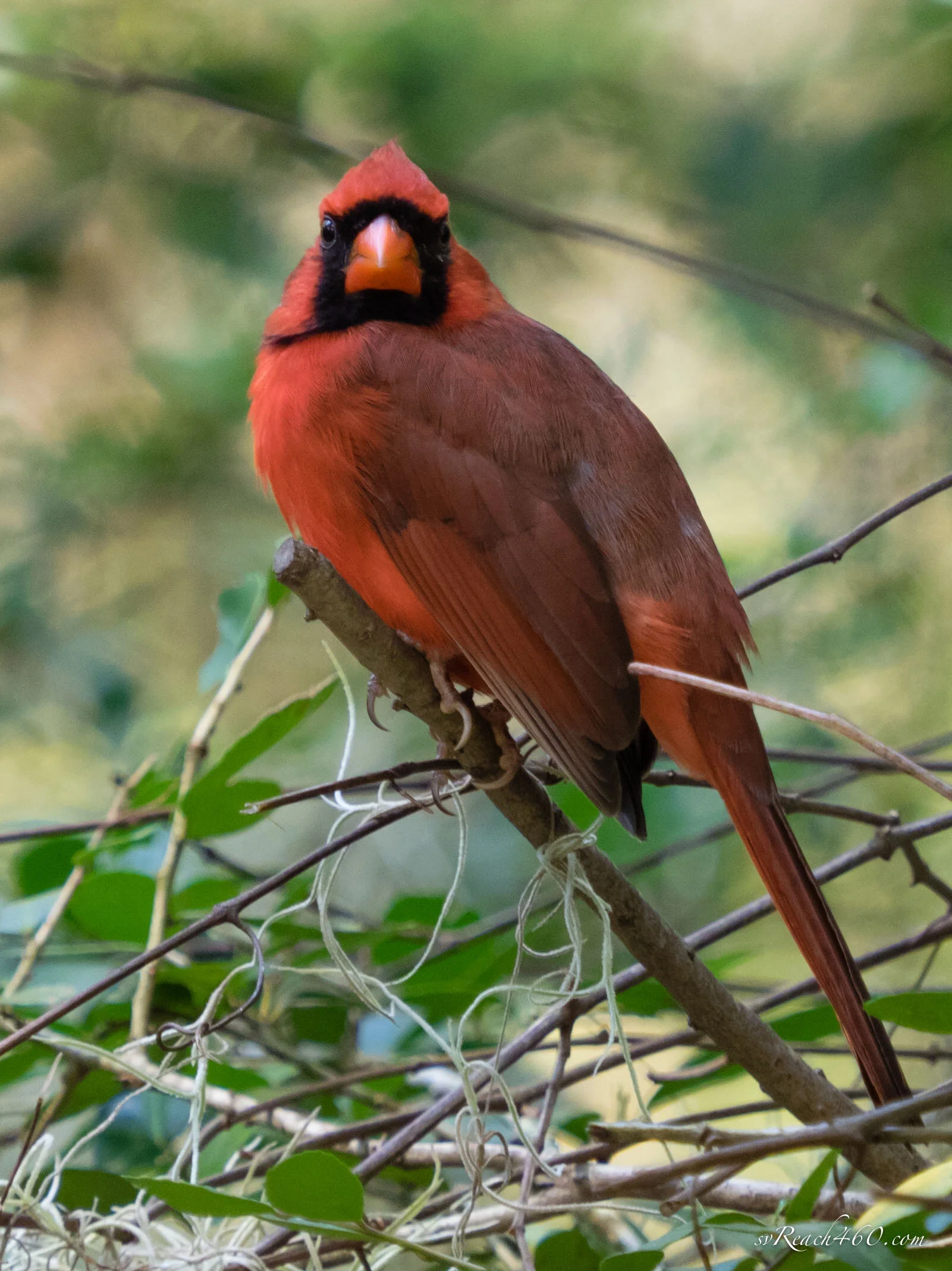 Northern cardinal