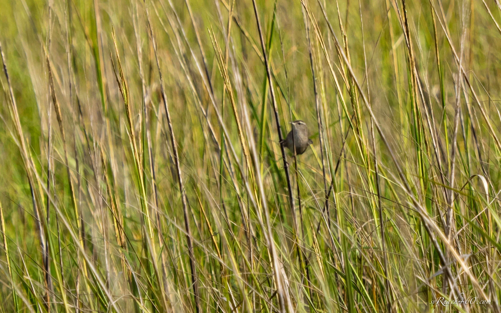 Marsh wren