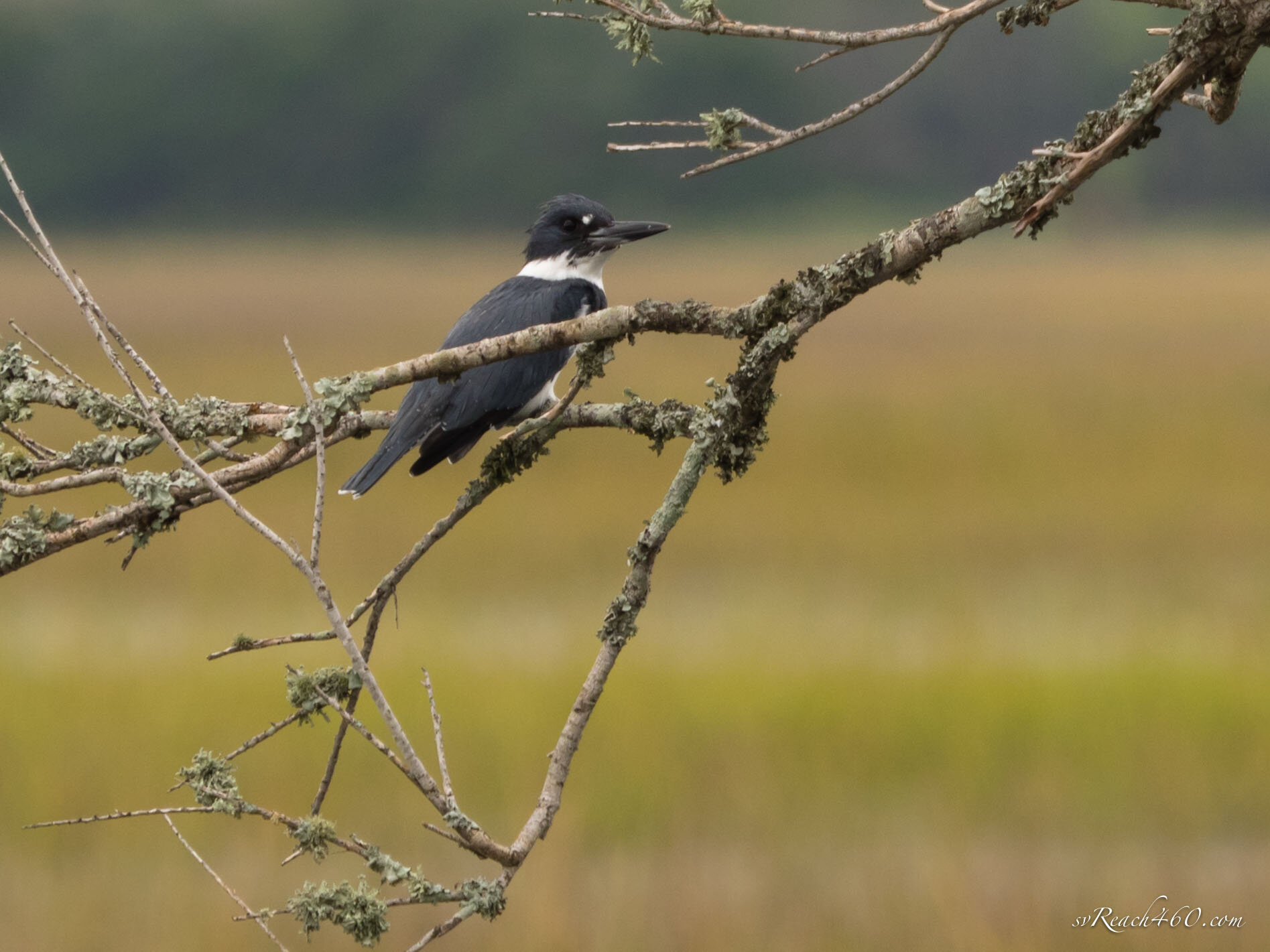 Belted kingfisher