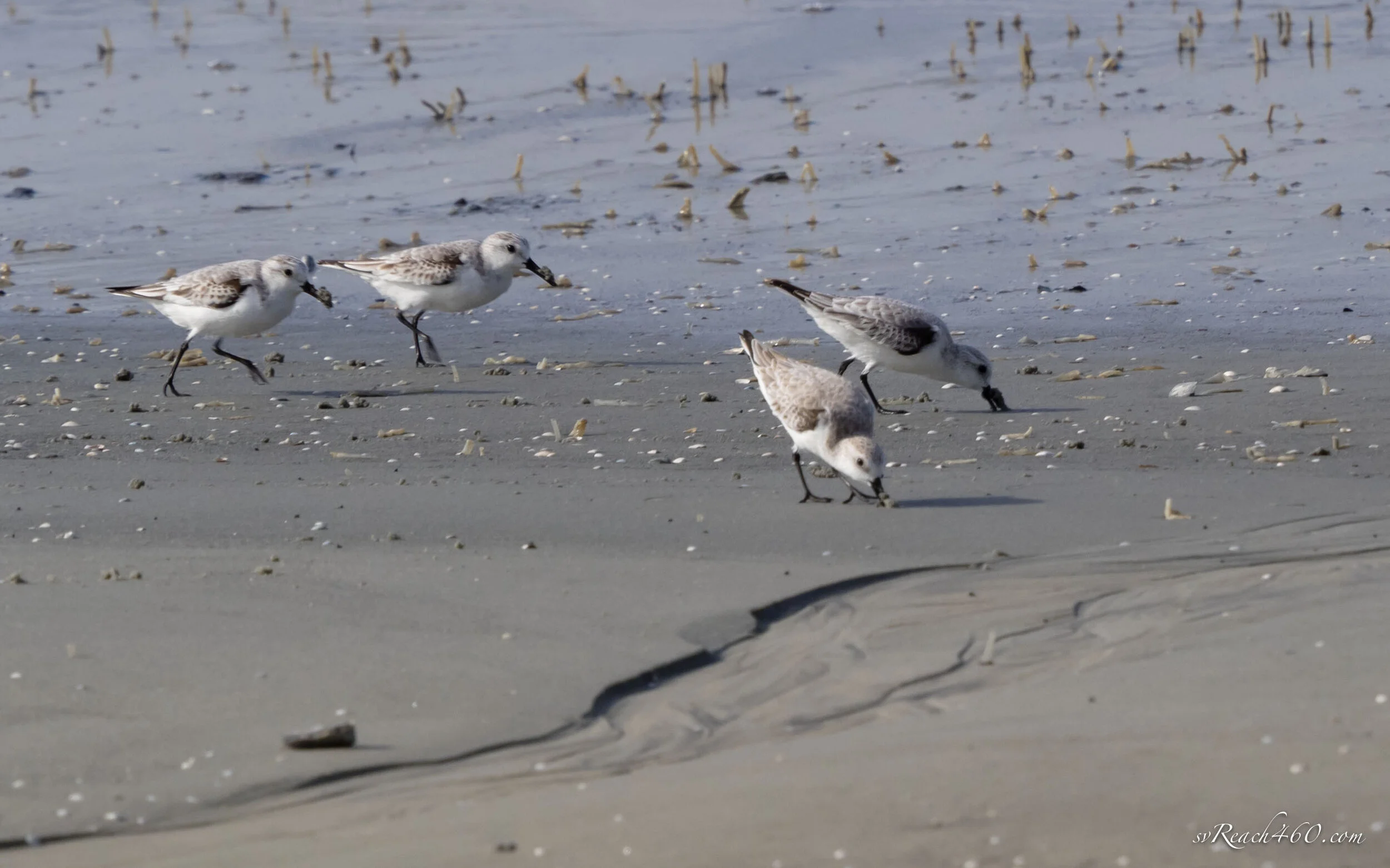 Sanderlings
