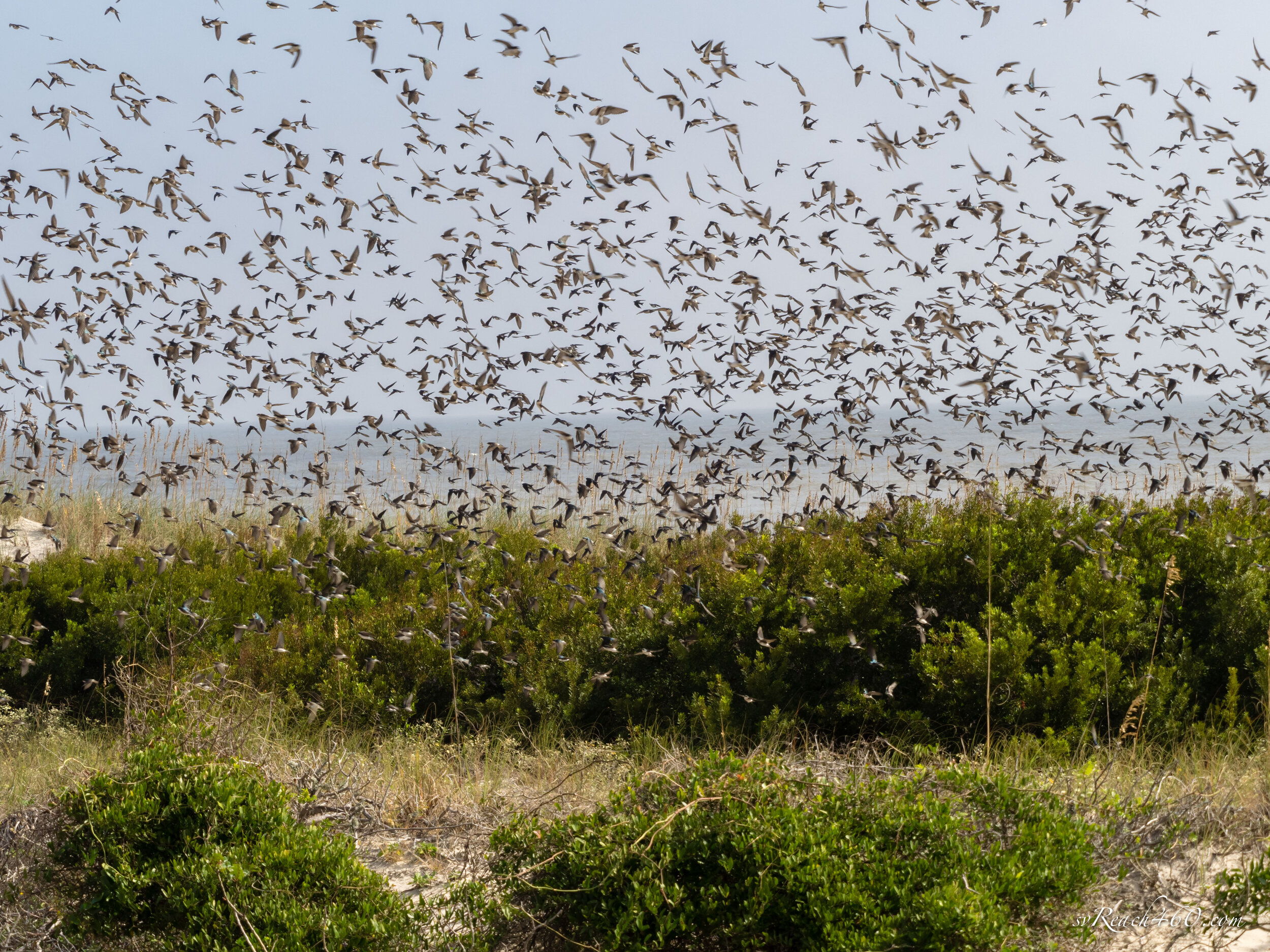 Tree swallows