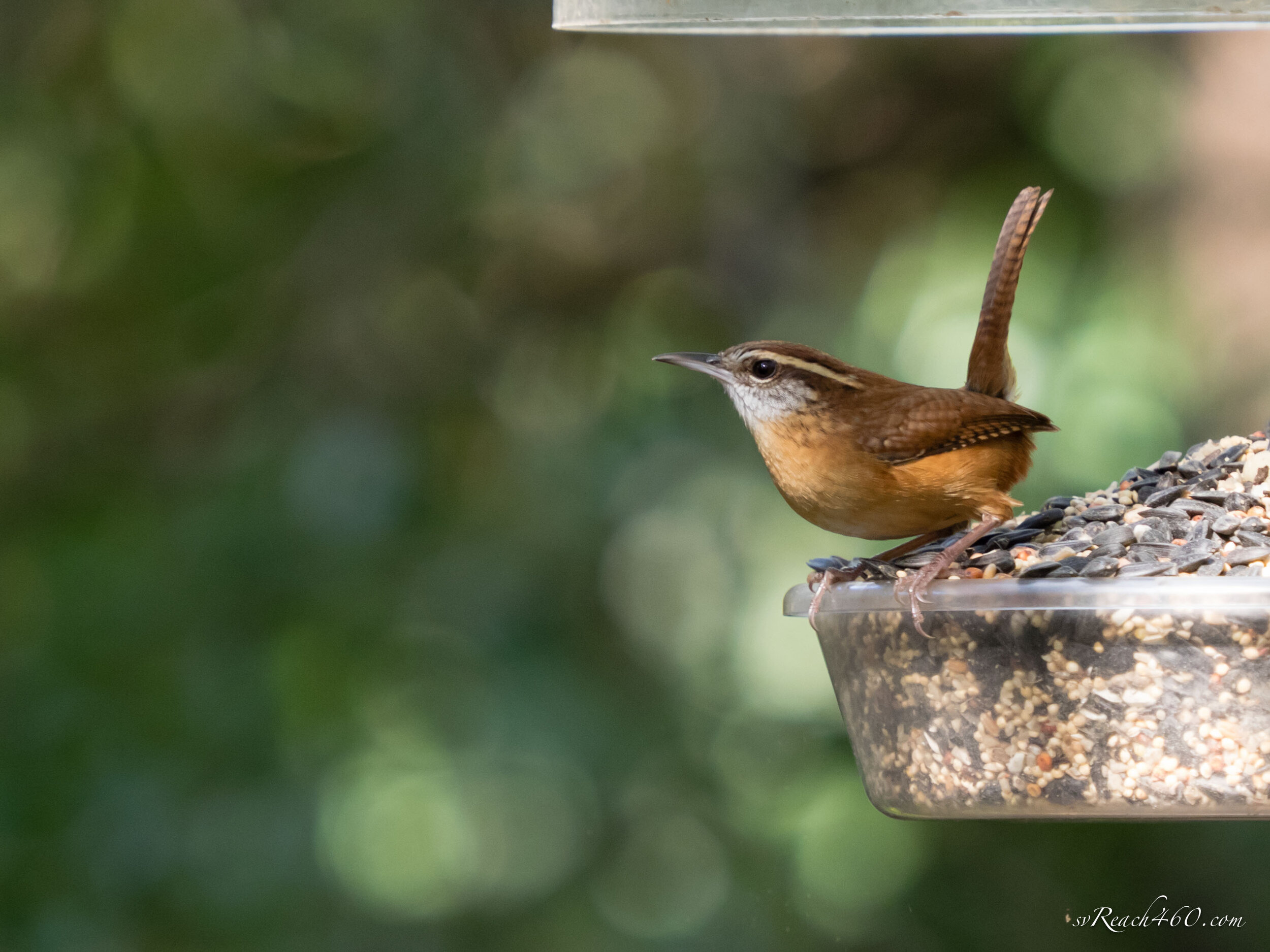 Carolina wren