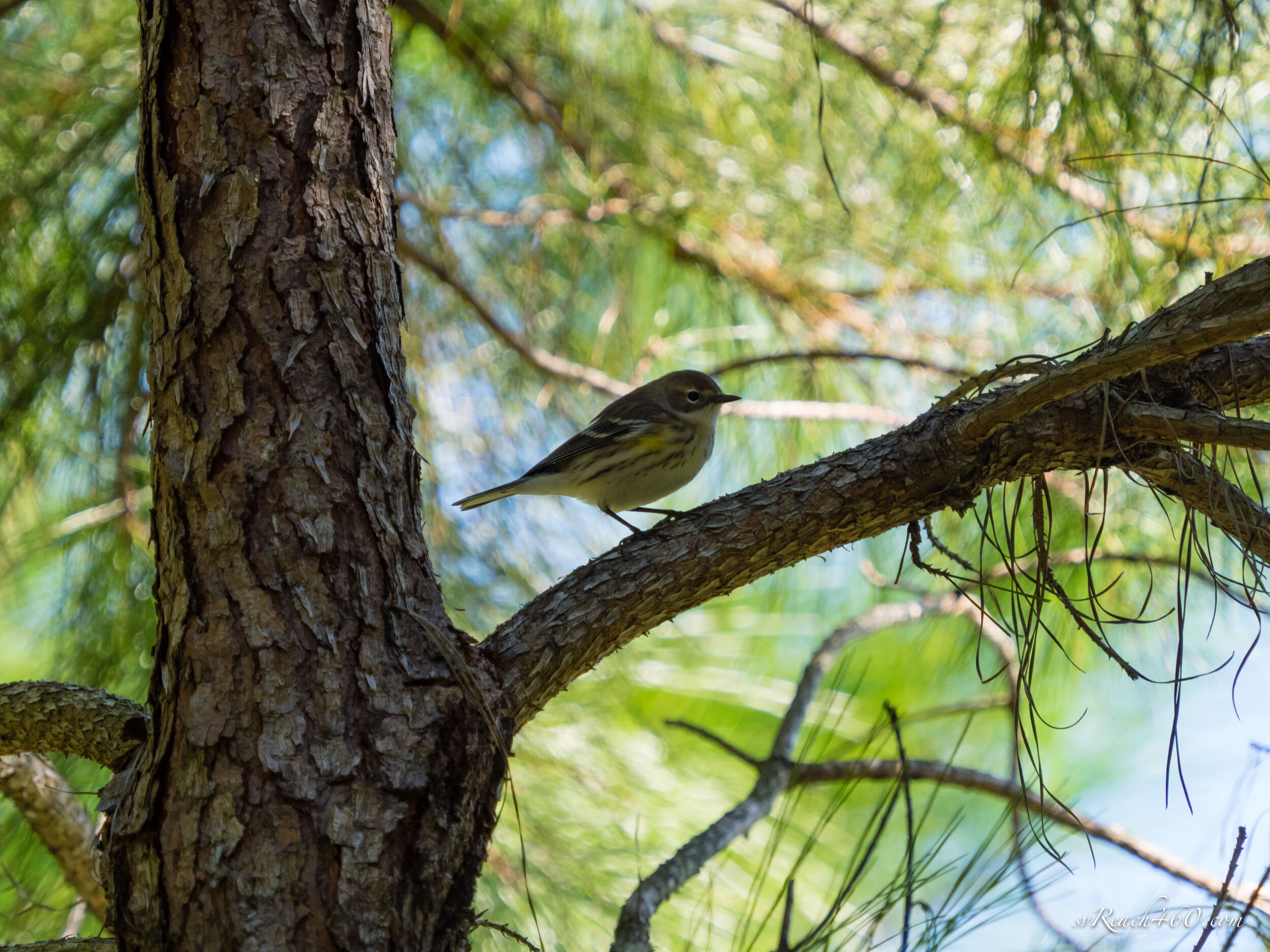 Yellow-rumped warbler