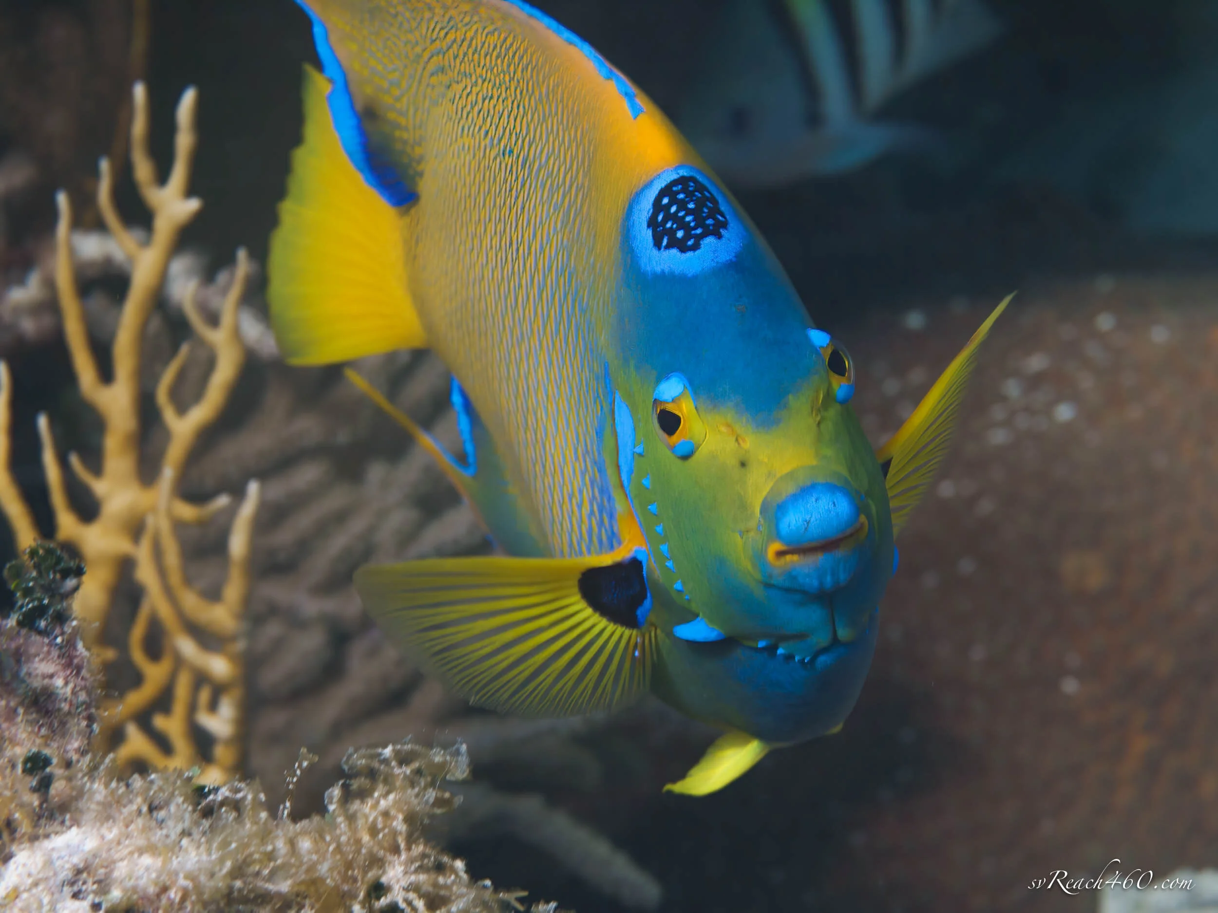 Queen angelfish