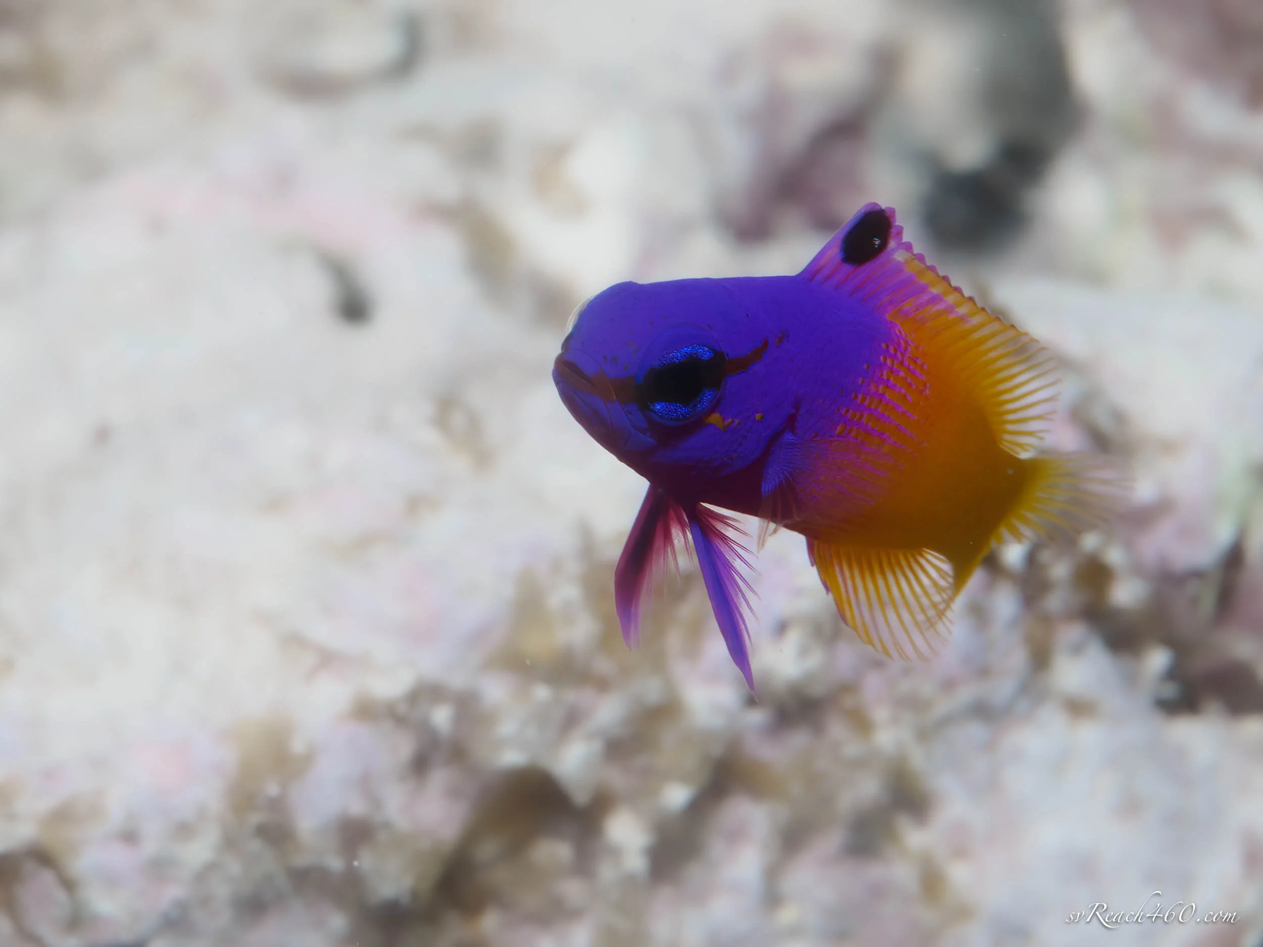 Fairy basslet