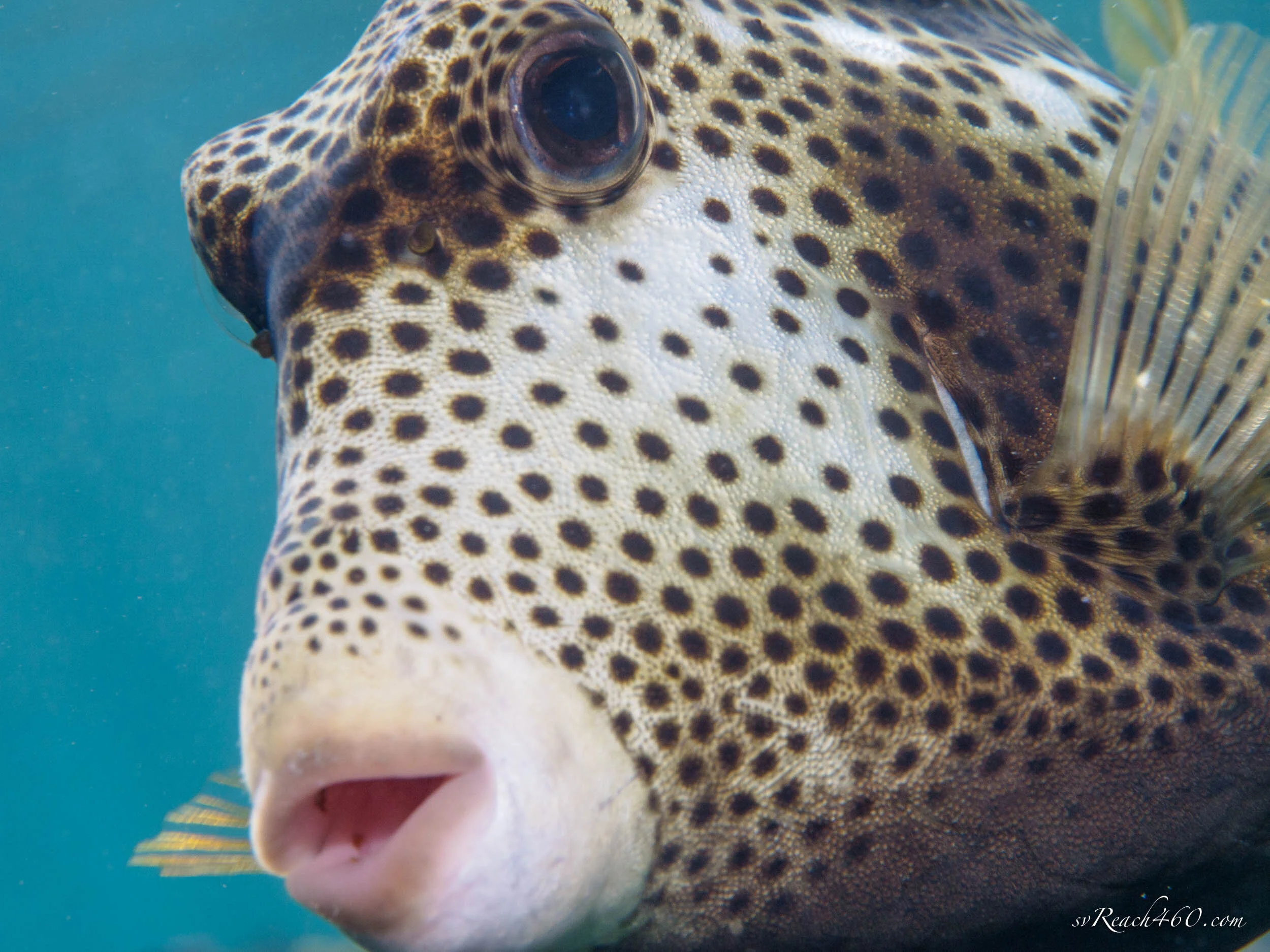 Spotted trunkfish