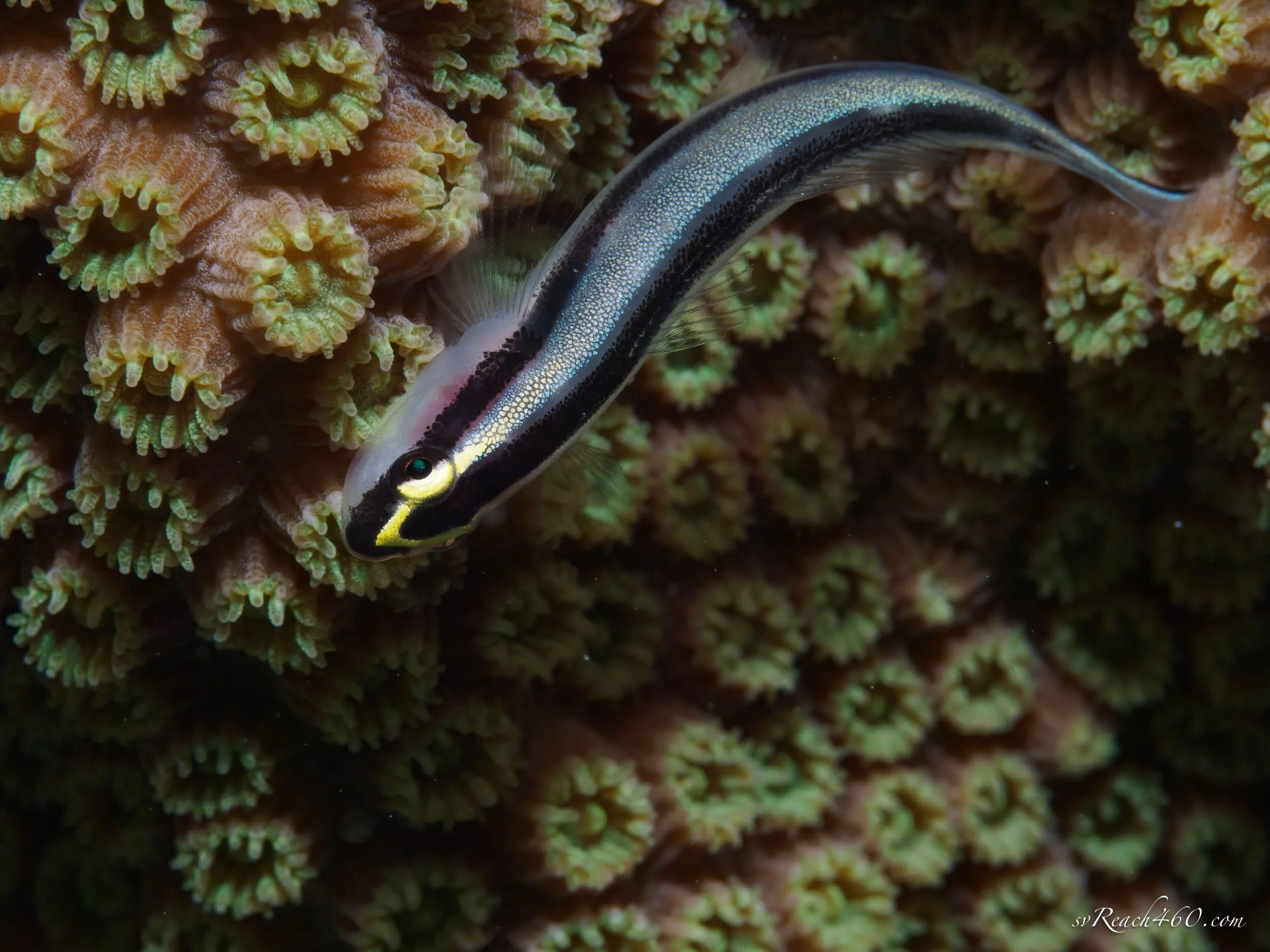 Cleaning goby