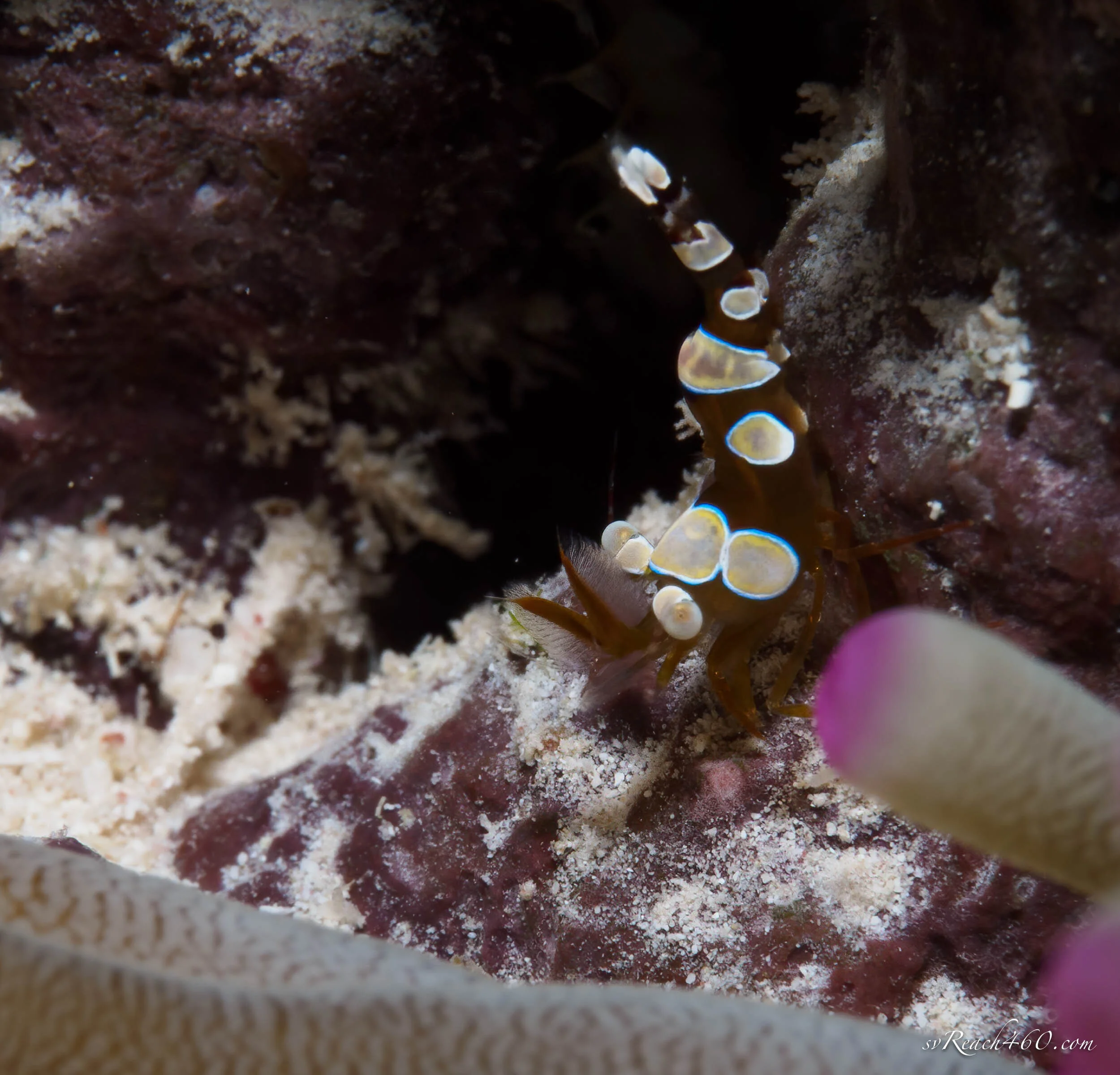 Squat shrimp