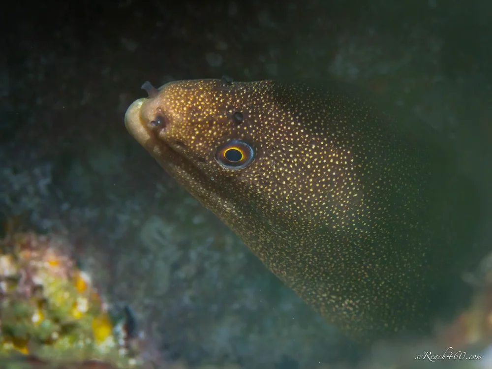 Goldentail moray eel