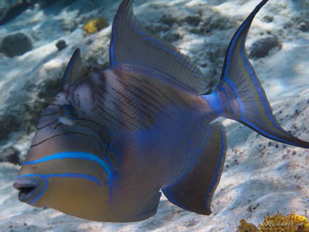 Queen triggerfish