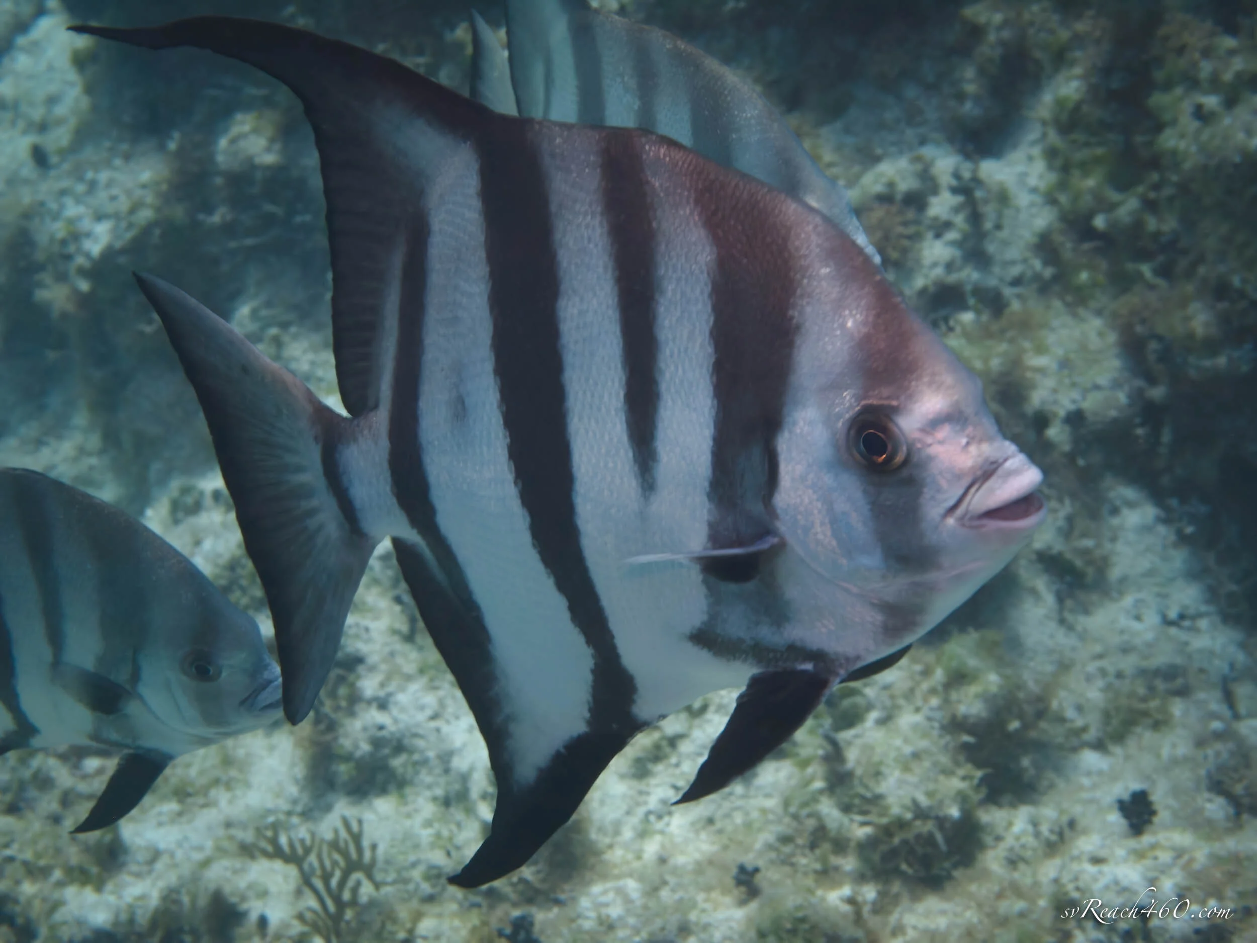 Atlantic spadefish