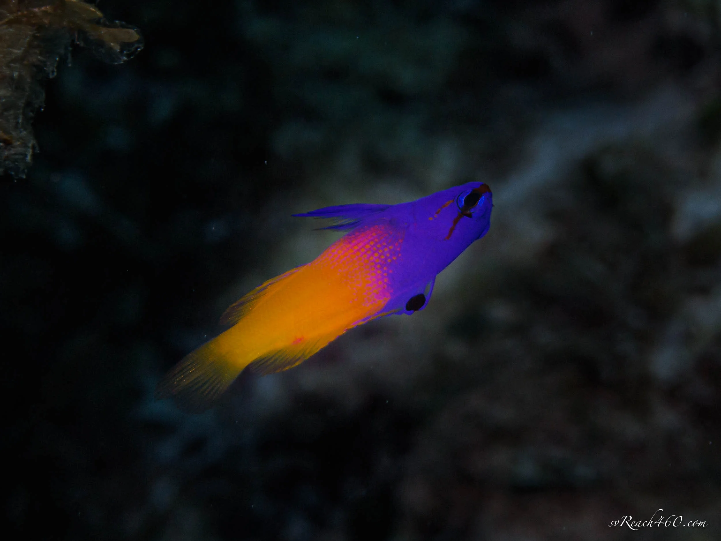 Fairy basslet