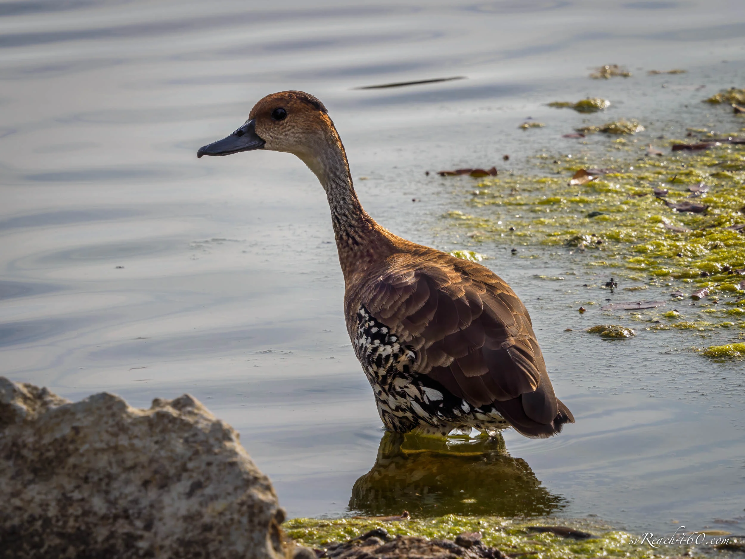 P4210027-Edit.jpg