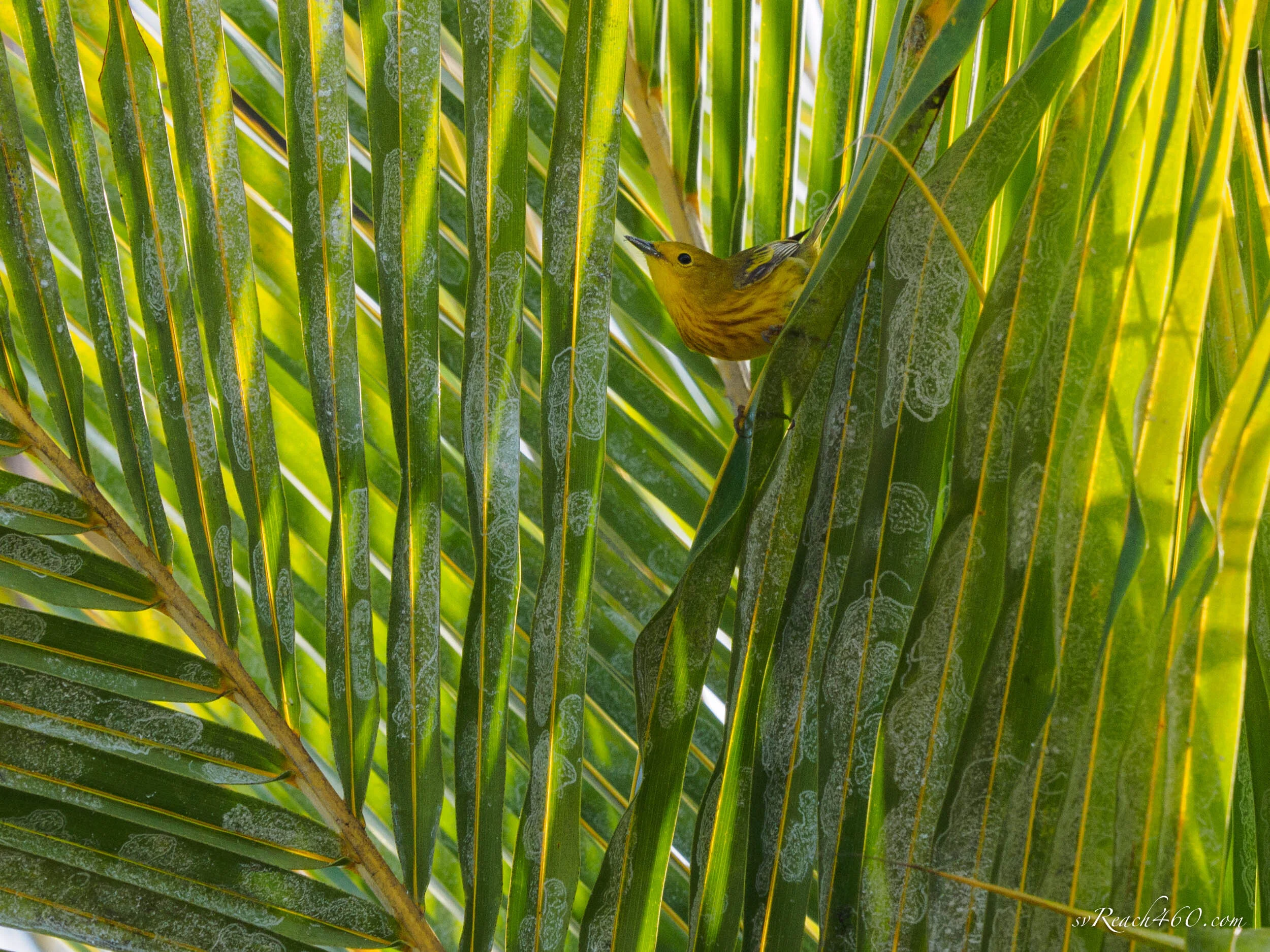 P4213184.jpg