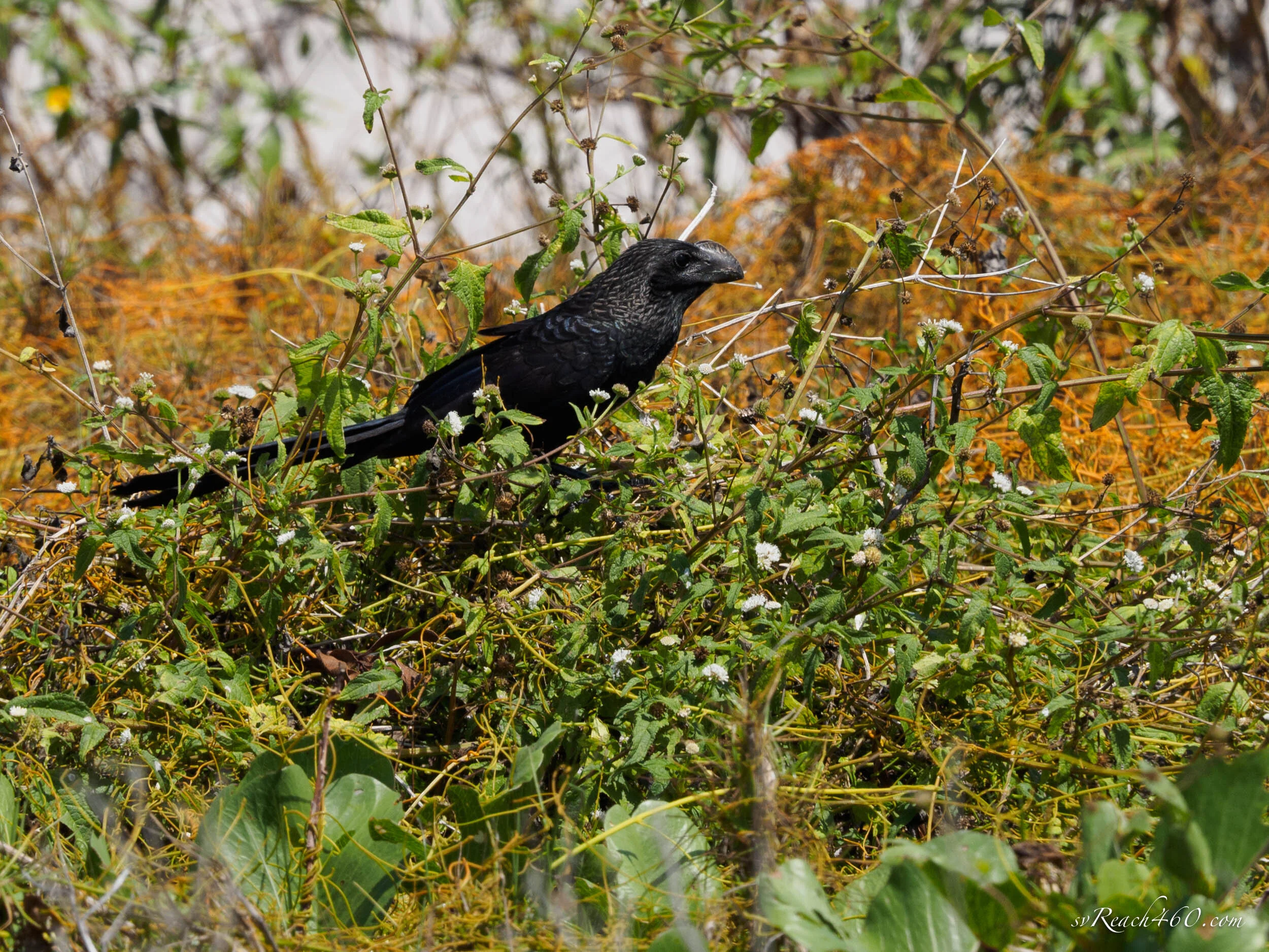 P4213587.jpg