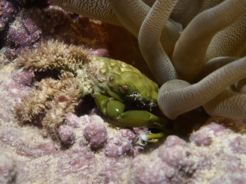 Green clinging crab
