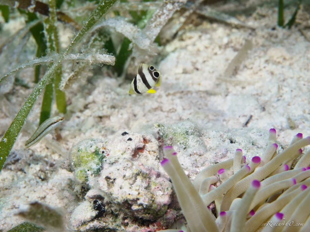 Juvenile foureye butterflyfish